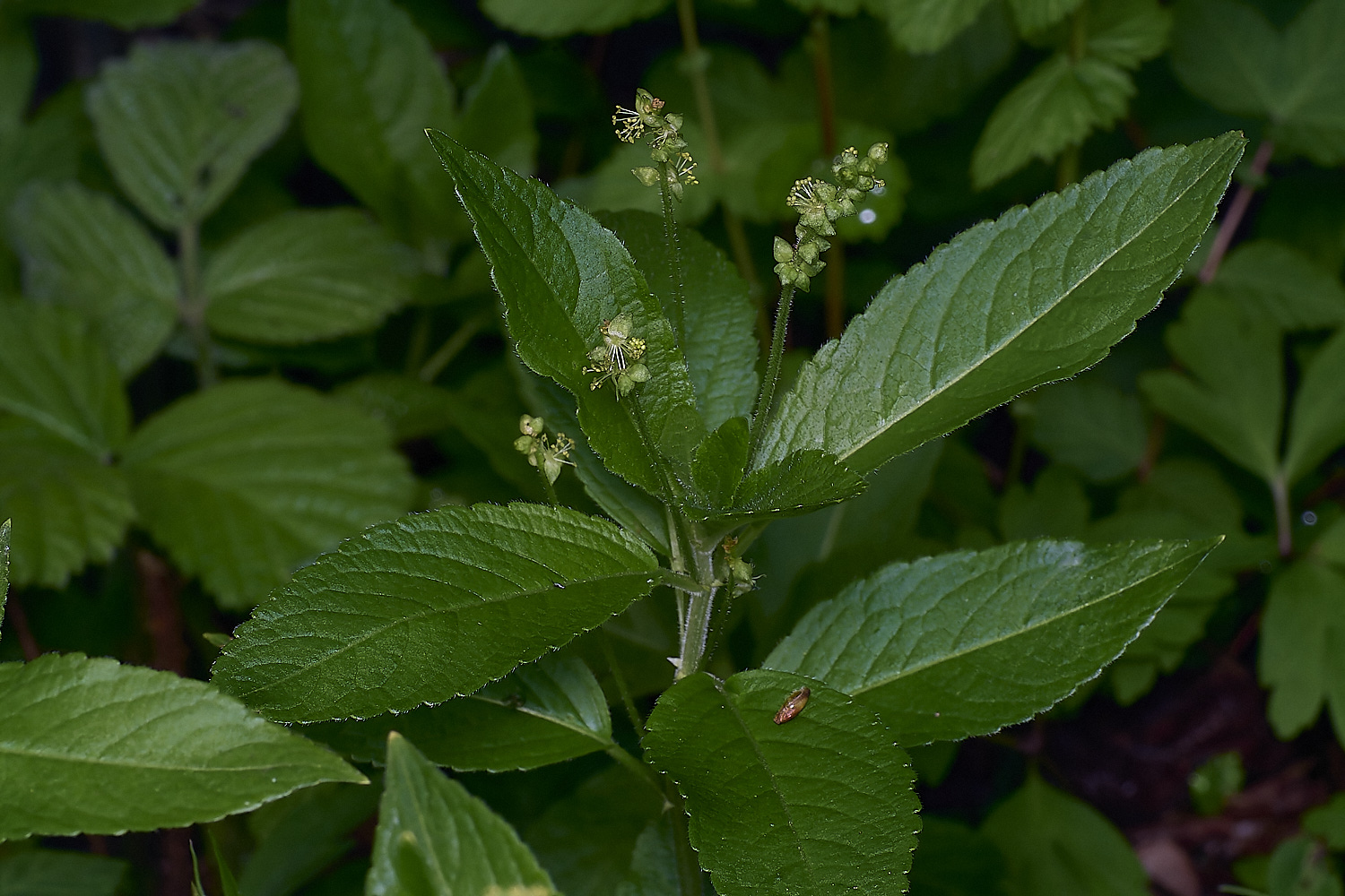 BradfieldWoodsDogsMercury140425-2