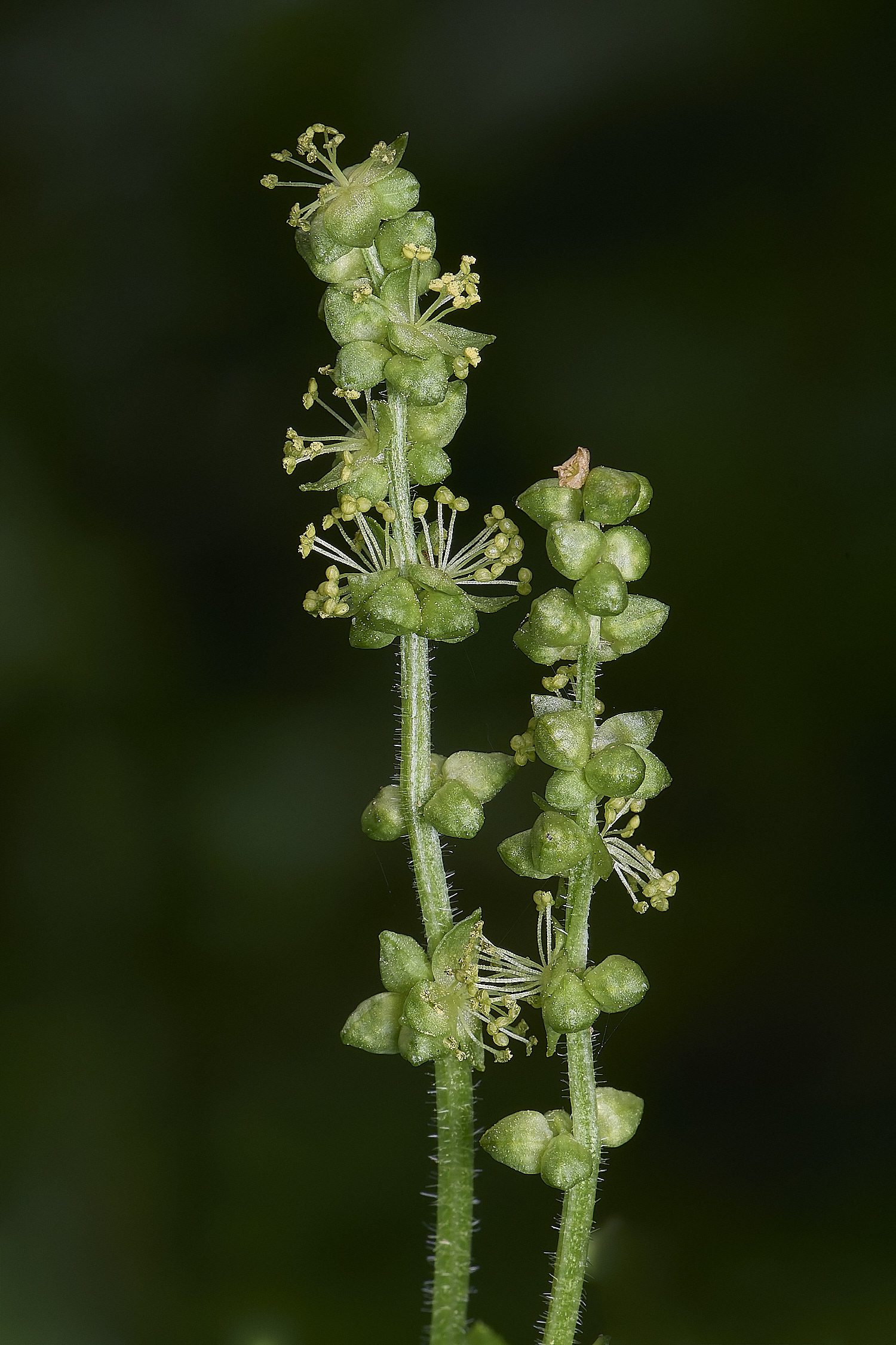 BradfieldWoodsDogsMercury140425-3