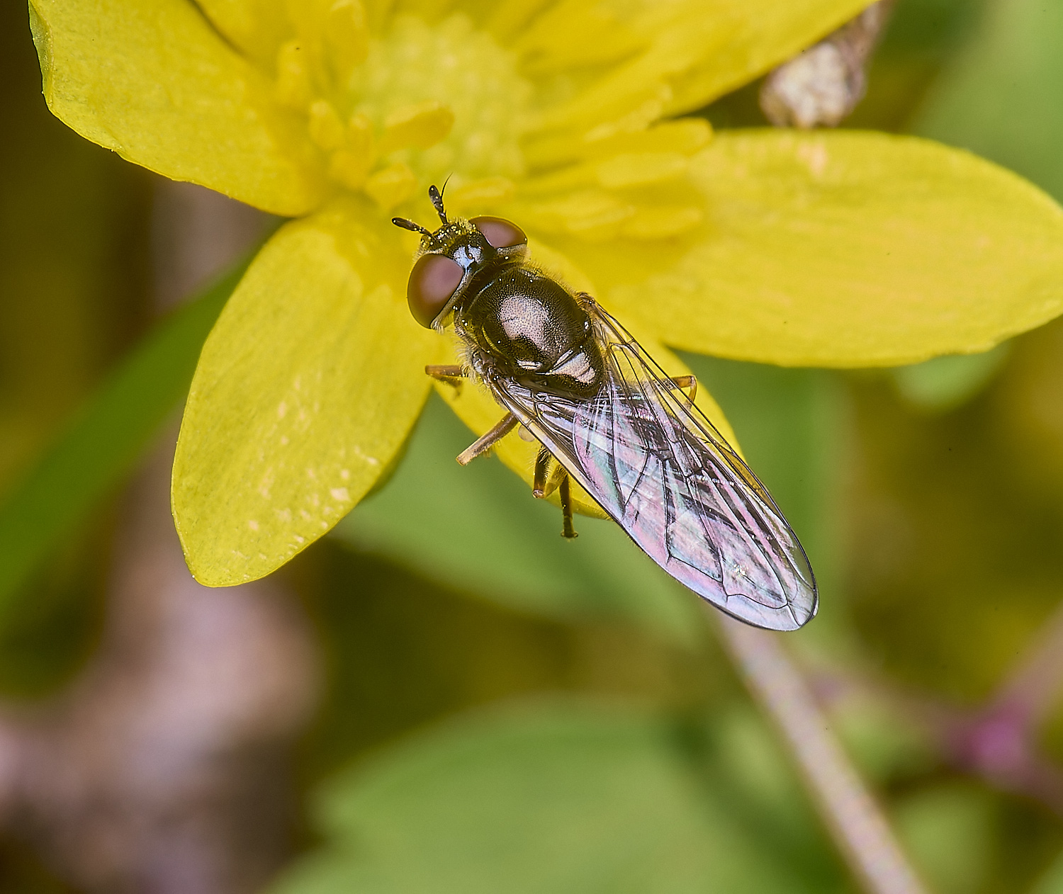 BradfieldWoodsHover140425-1