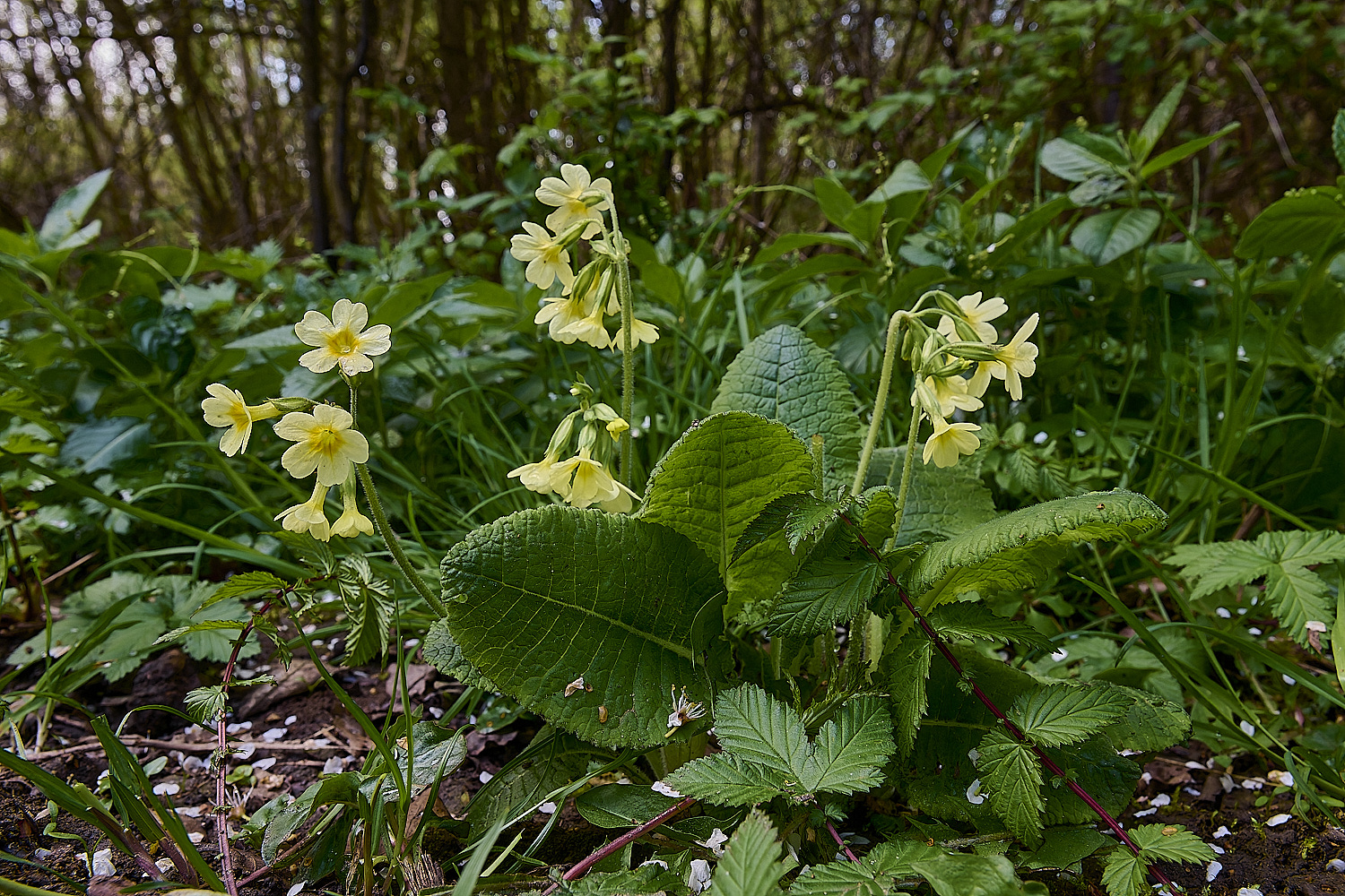 BradfieldWoodsOxlip140425-10