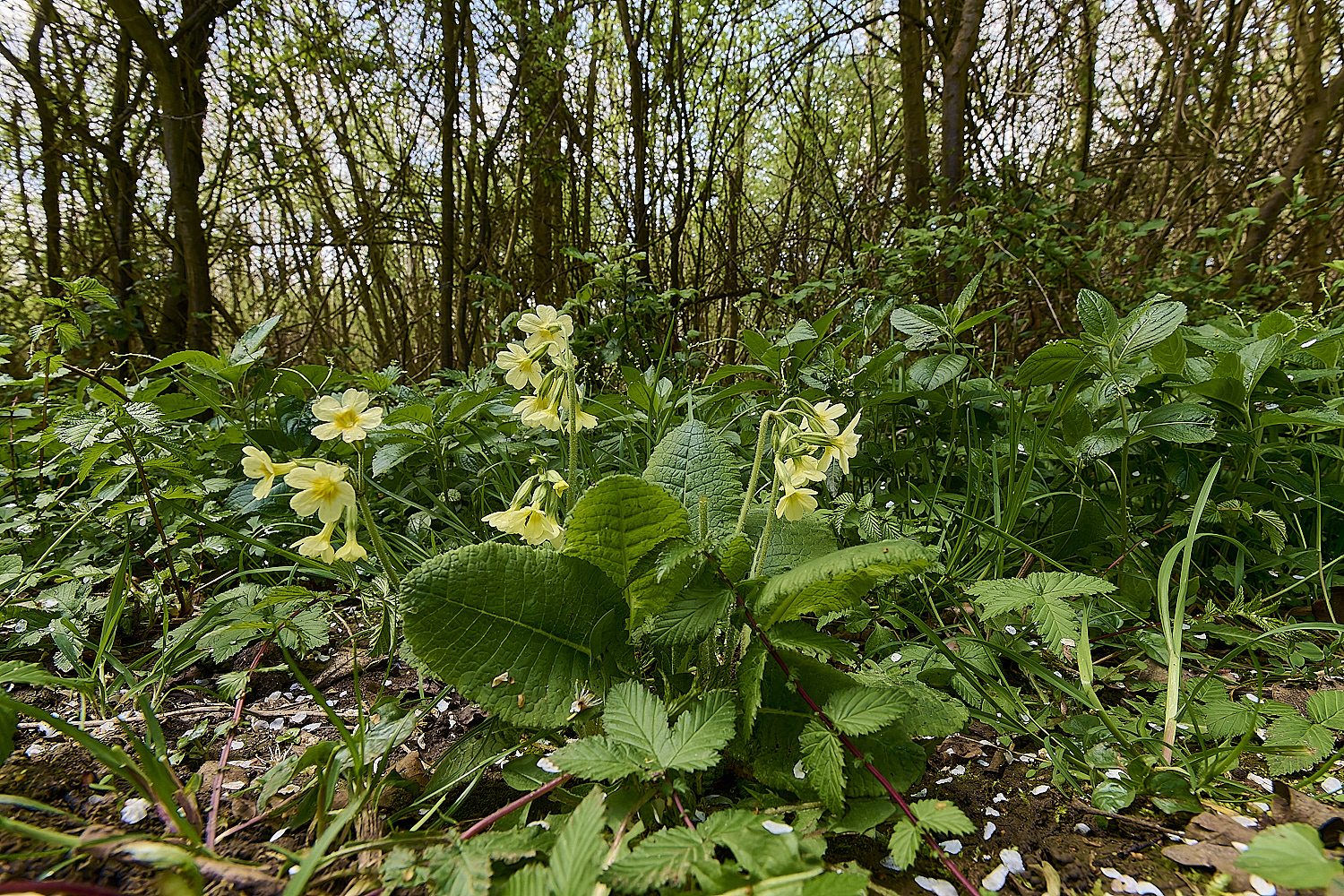 BradfieldWoodsOxlip140425-11