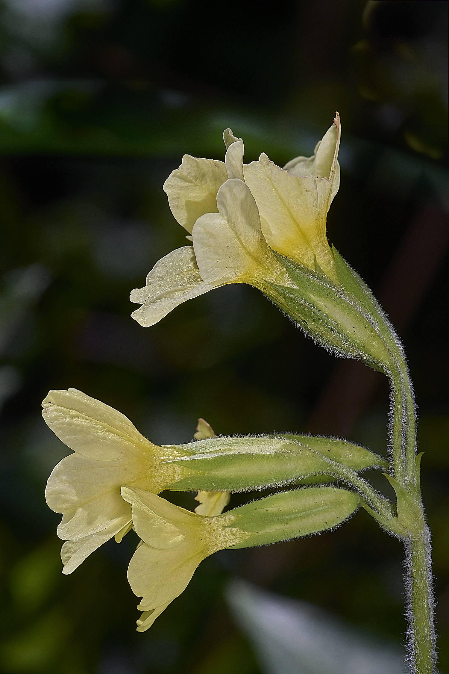 BradfieldWoodsOxlip140425-2