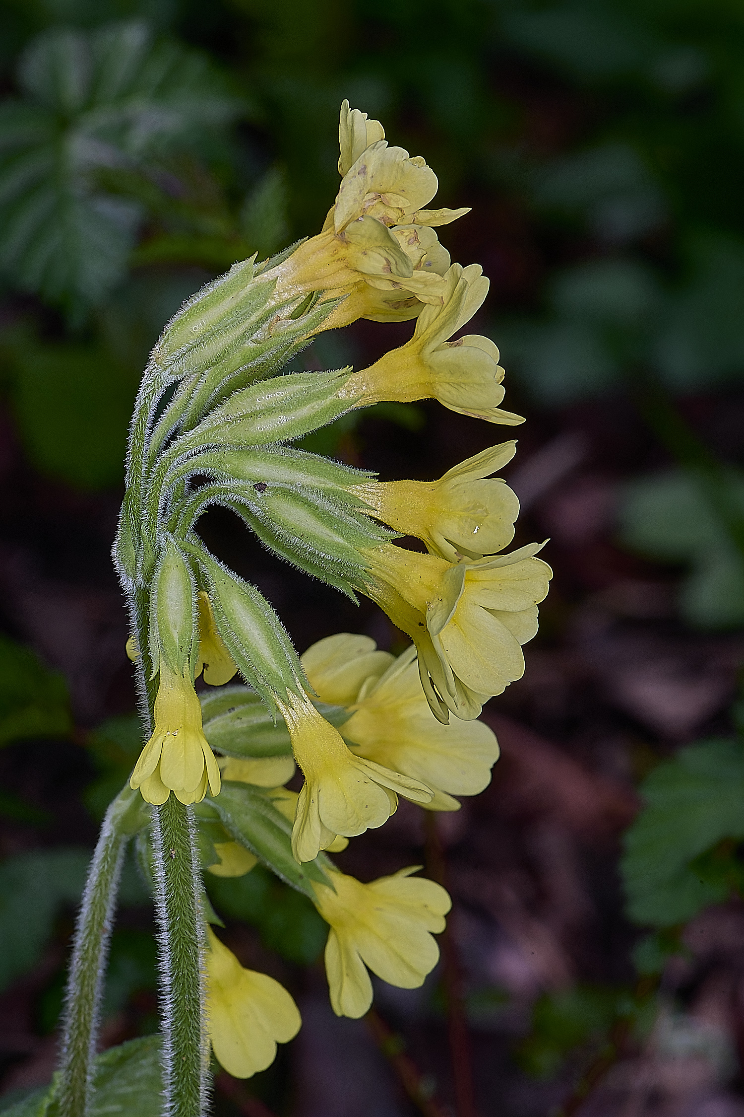 BradfieldWoodsOxlip140425-3