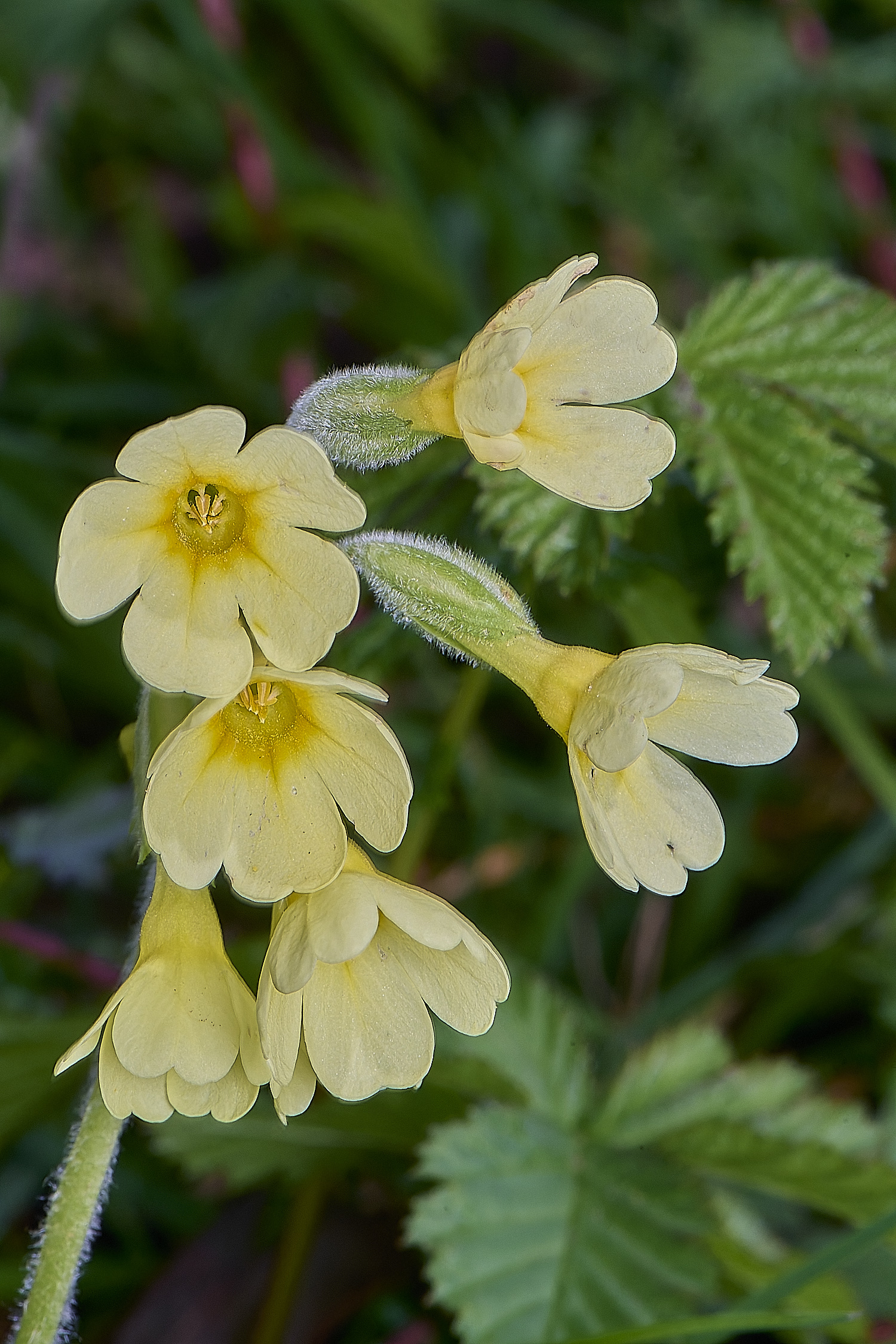 BradfieldWoodsOxlip140425-4