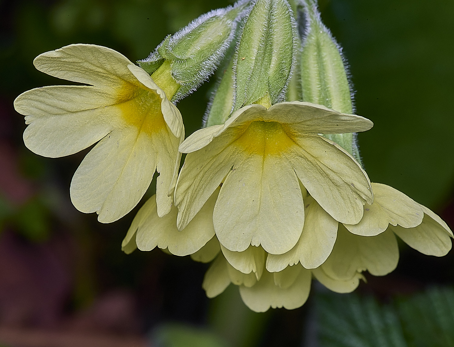 BradfieldWoodsOxlip140425-5