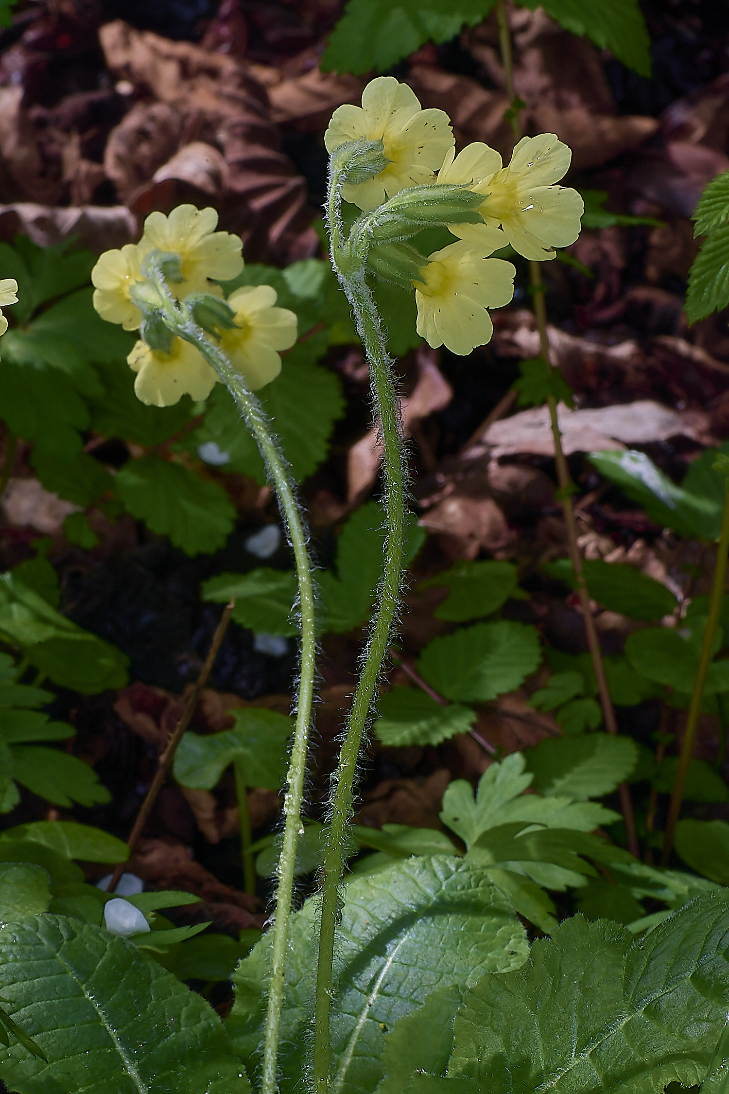 BradfieldWoodsOxlip140425-6