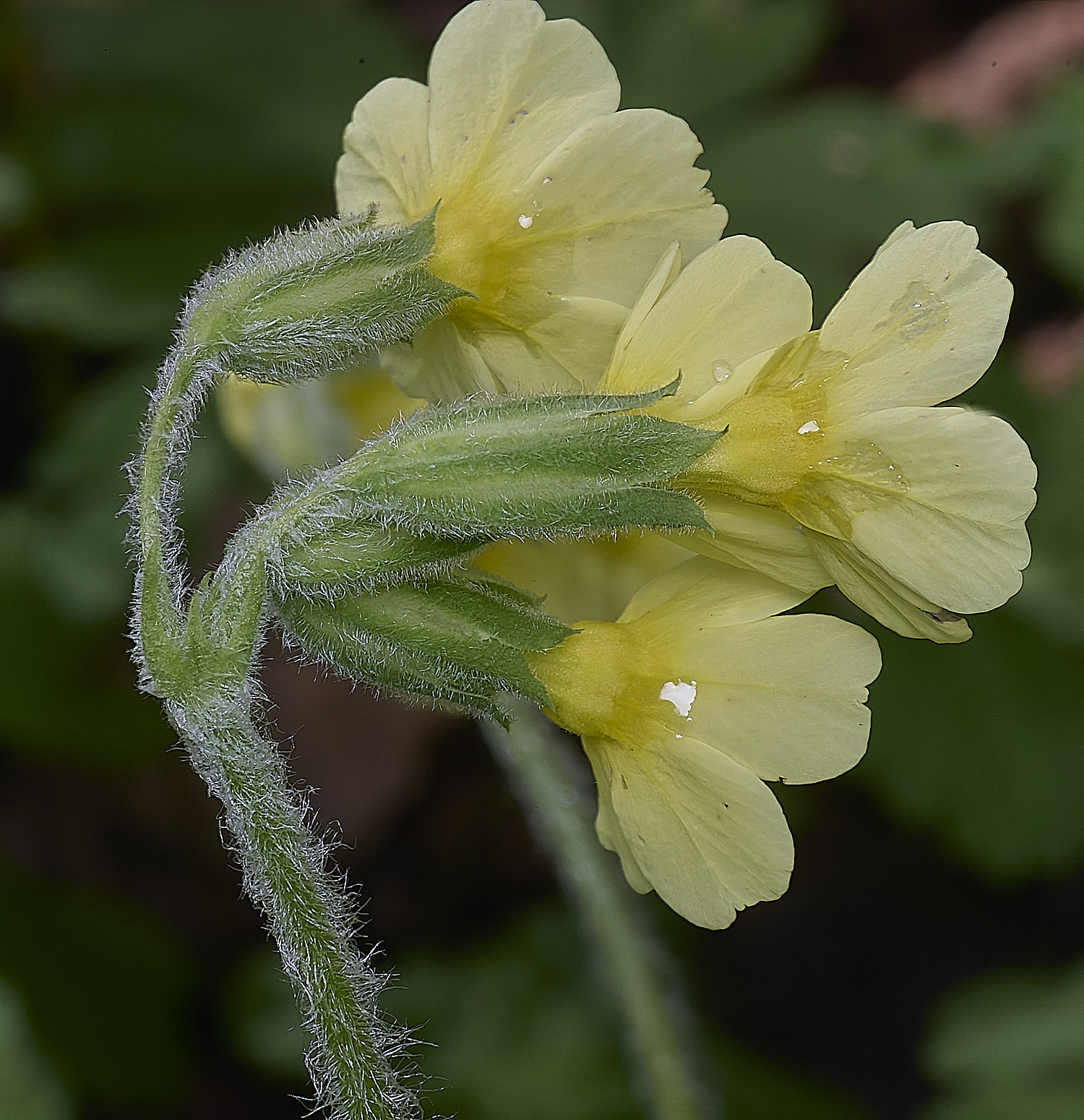 BradfieldWoodsOxlip140425-7