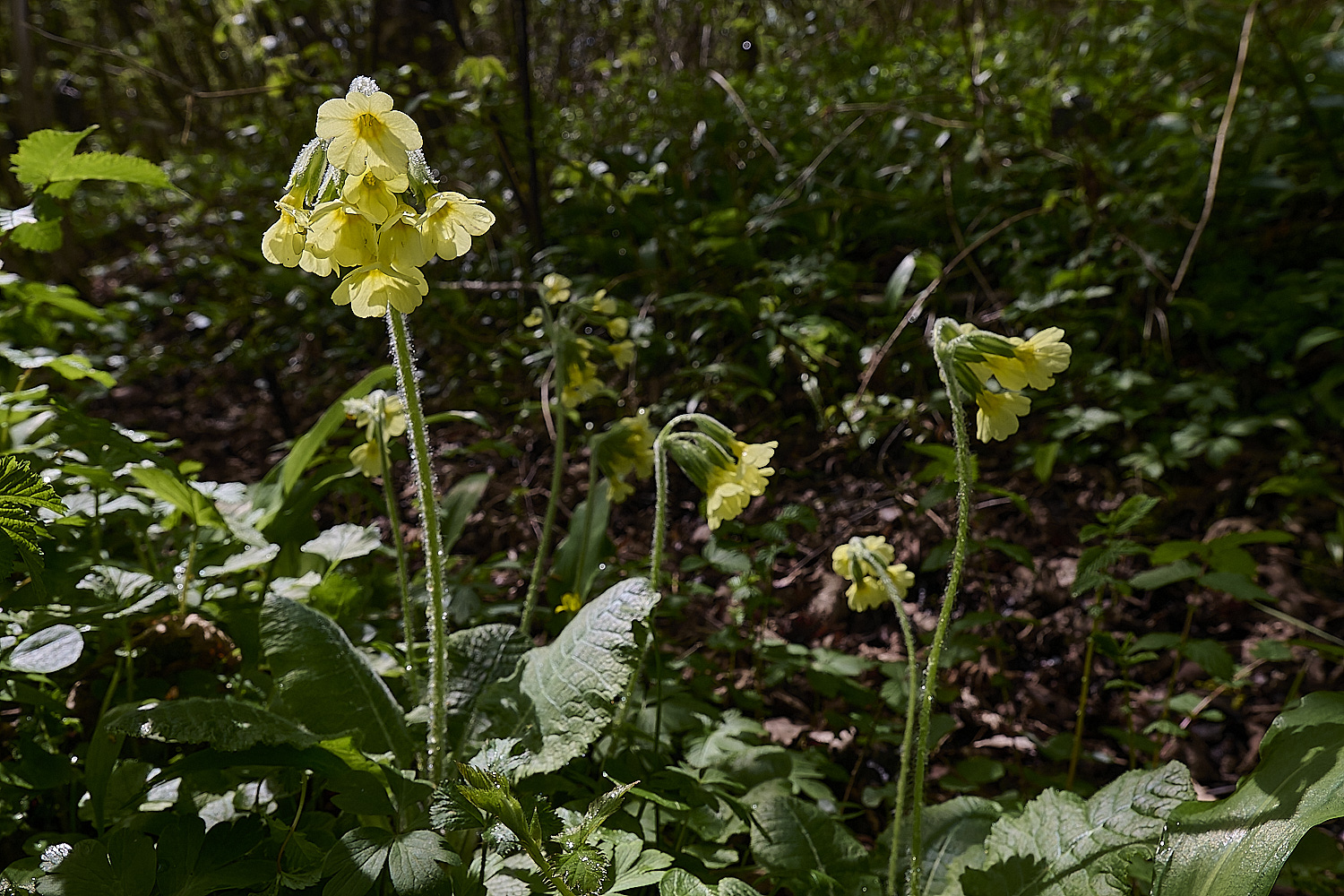 BradfieldWoodsOxlip140425-8