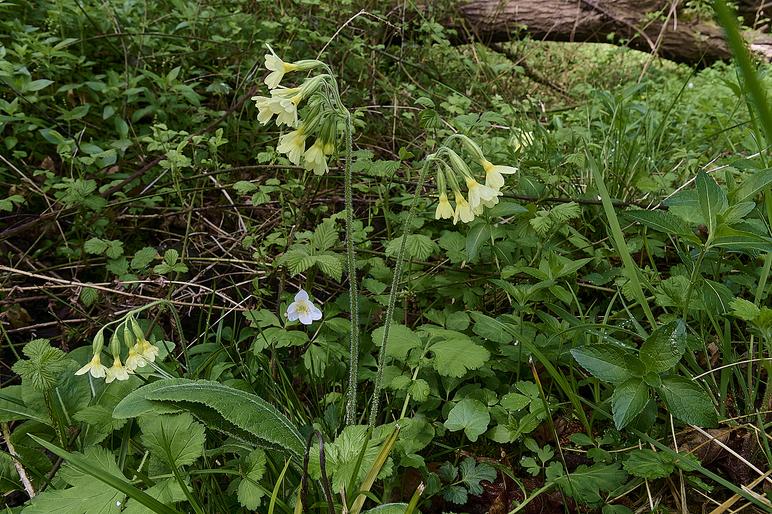 BradfieldWoodsOxlip140425-9