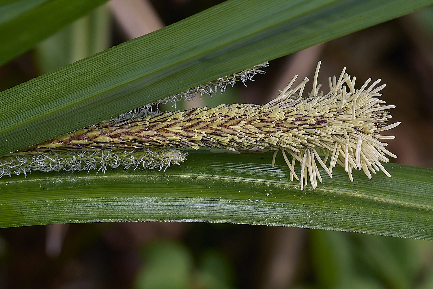 BradfieldWoodsSedge140425-1