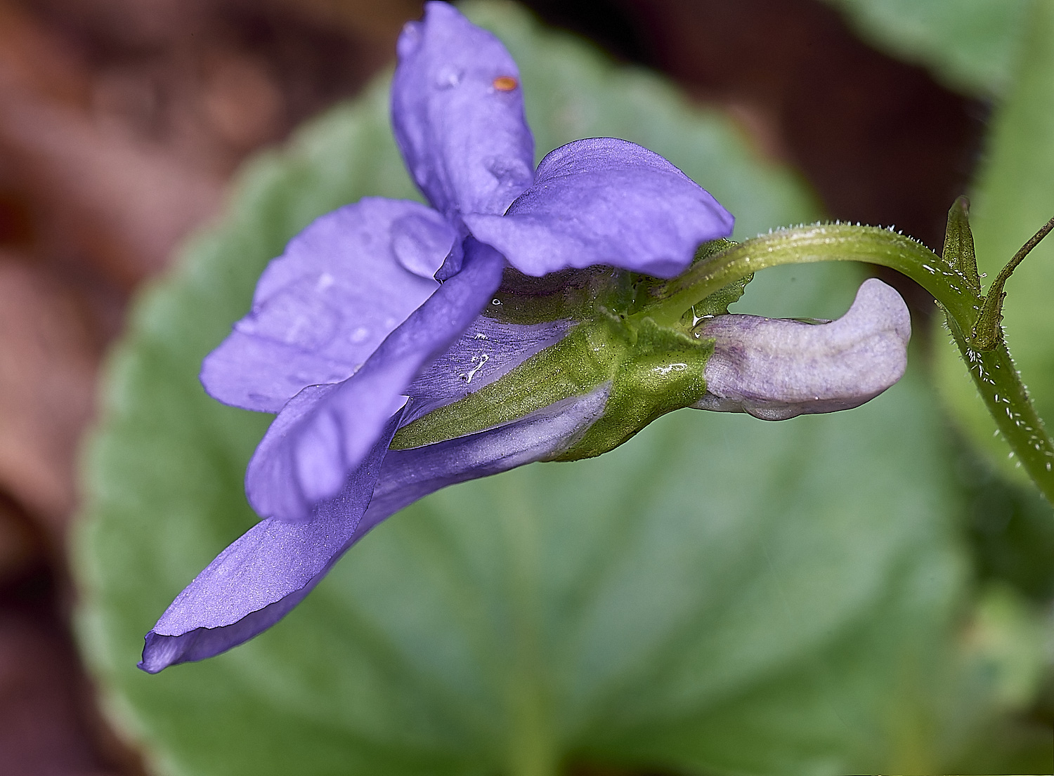 BradfieldWoodsViolet140425-1