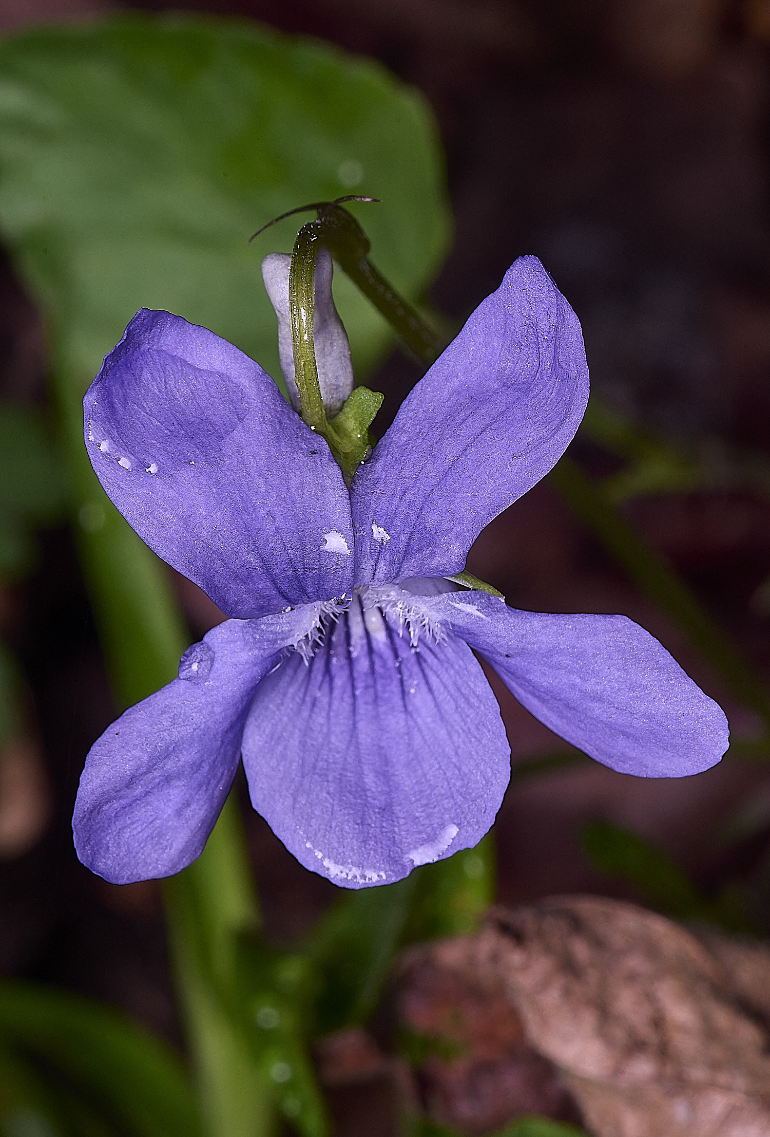 BradfieldWoodsViolet140425-2