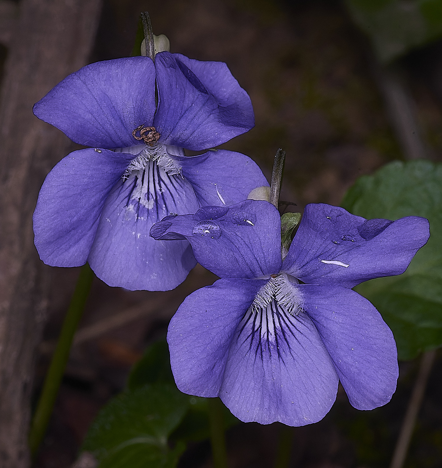 BradfieldWoodsViolet140425-3