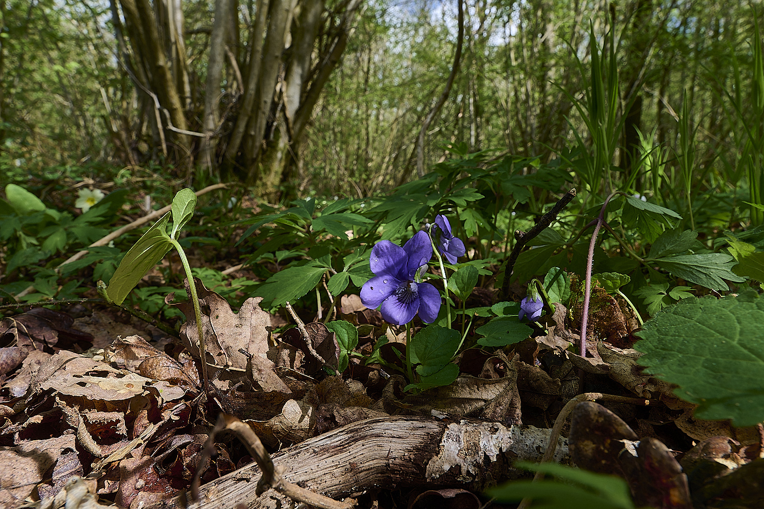 BradfieldWoodsViolet140425-4