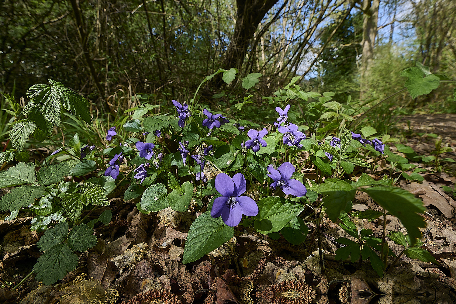 BradfieldWoodsViolet140425-5