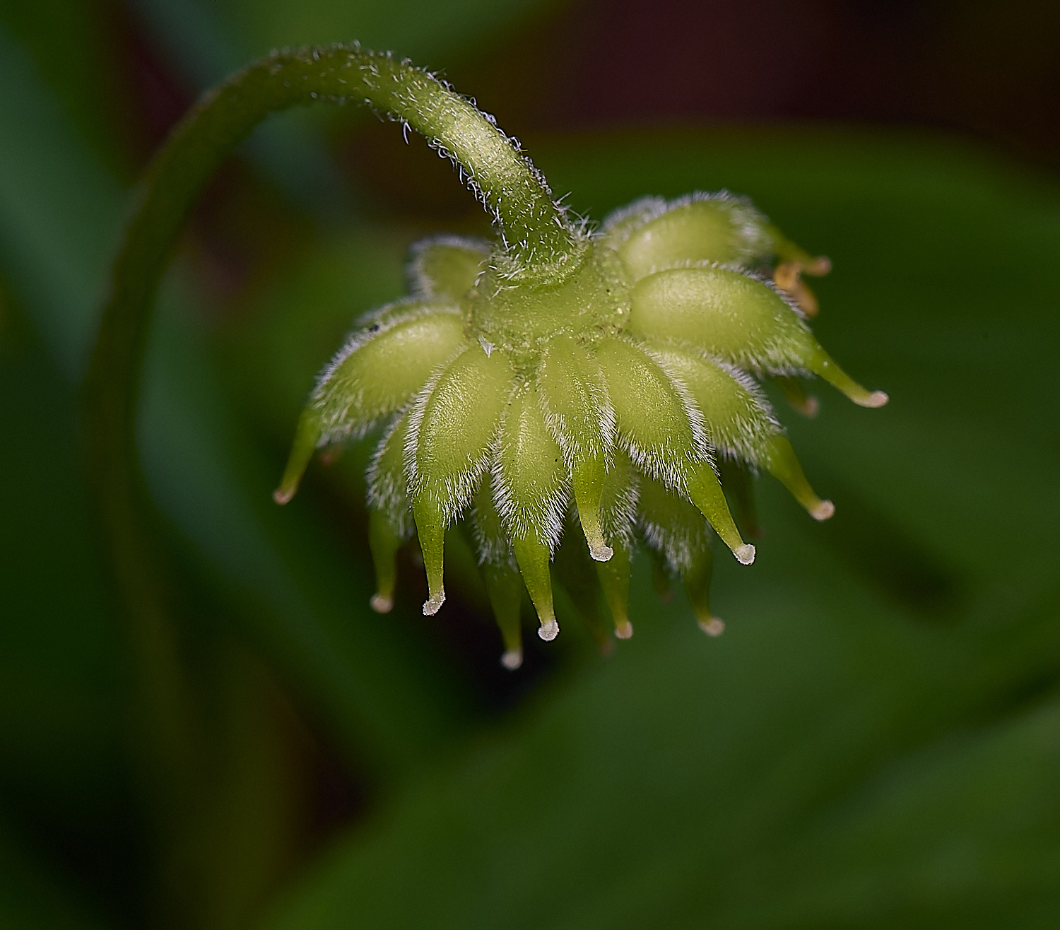 BradfieldWoodsWoodAnemone140425-1