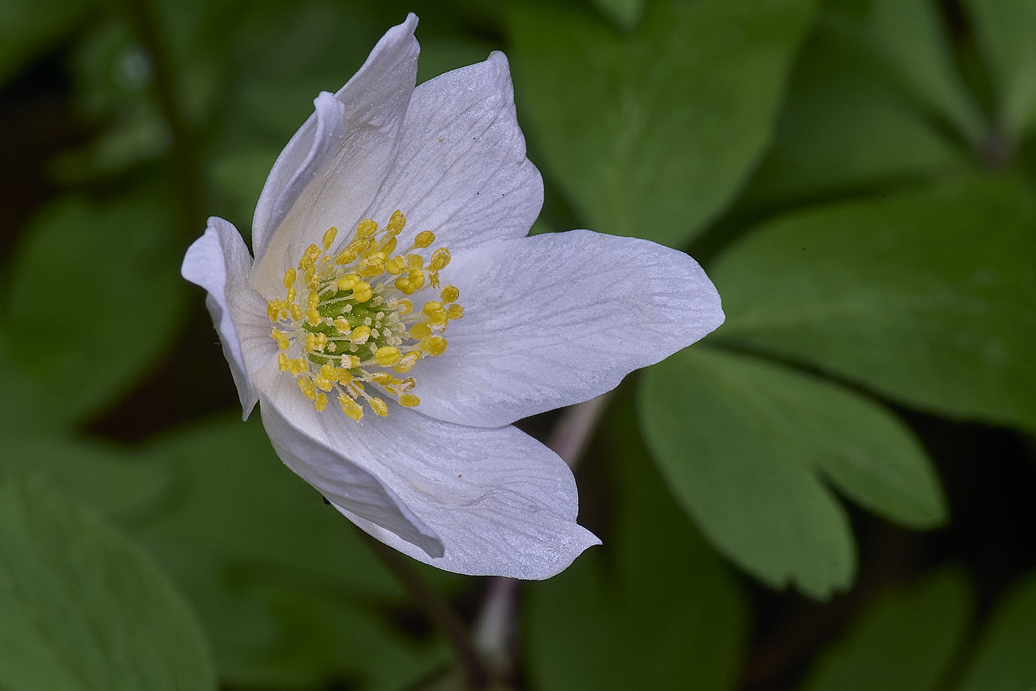 BradfieldWoodsWoodAnemone140425-2