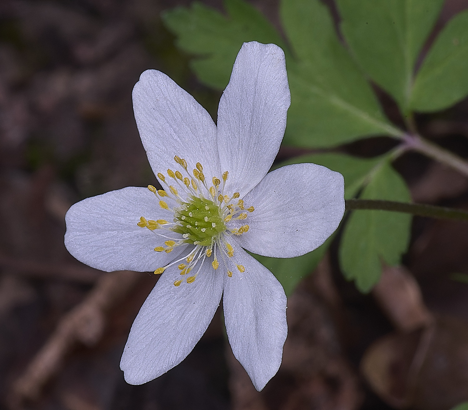 BradfieldWoodsWoodAnemone140425-3