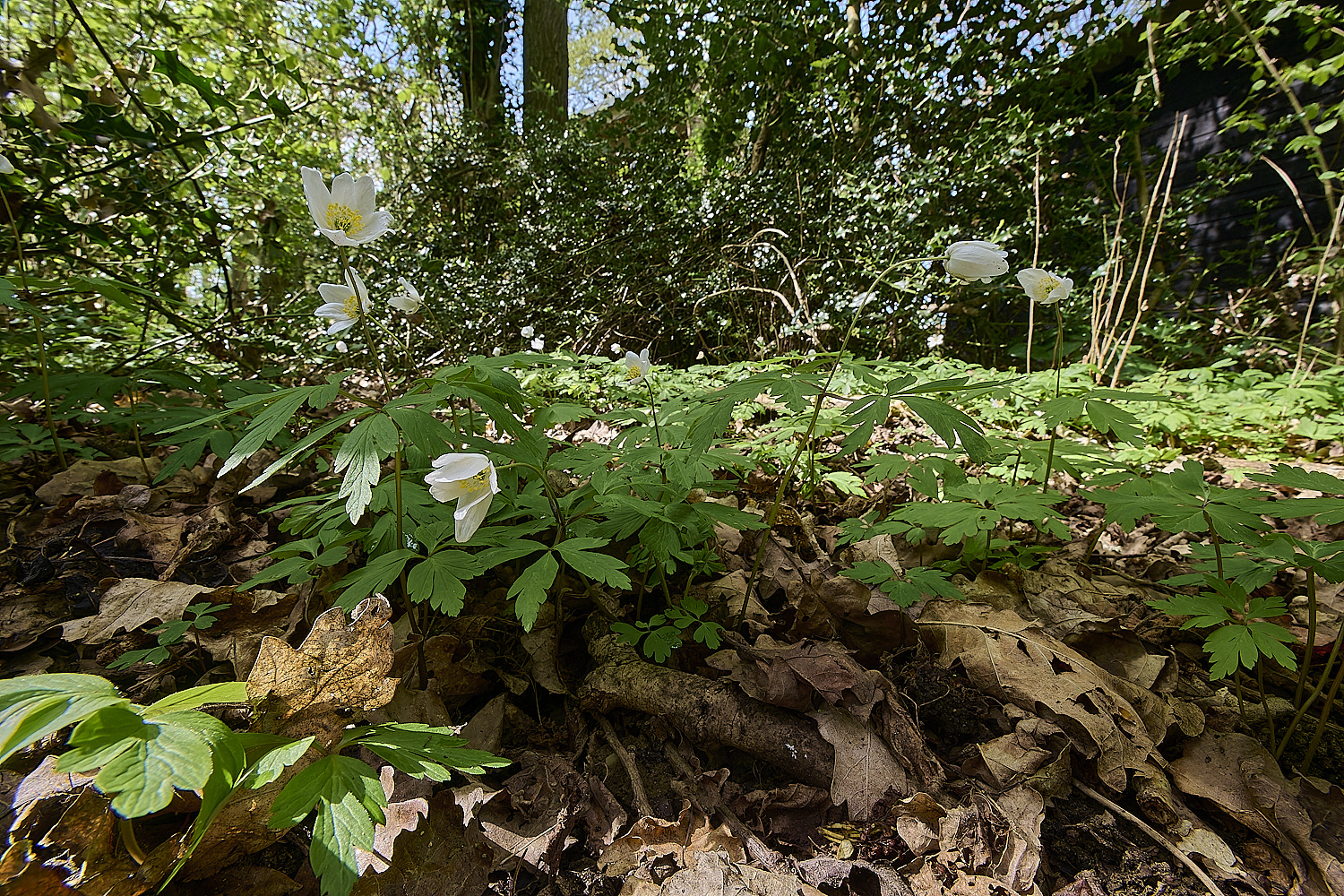 BradfieldWoodsWoodAnemone140425-4