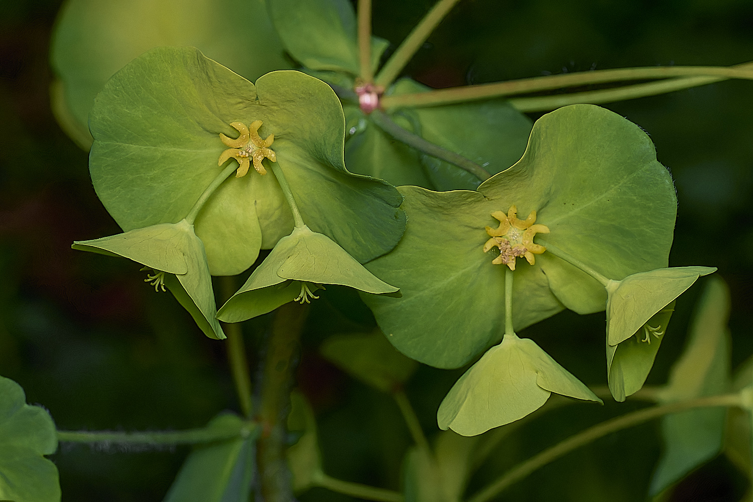 BradfieldWoodsWoodSpurge140425-1