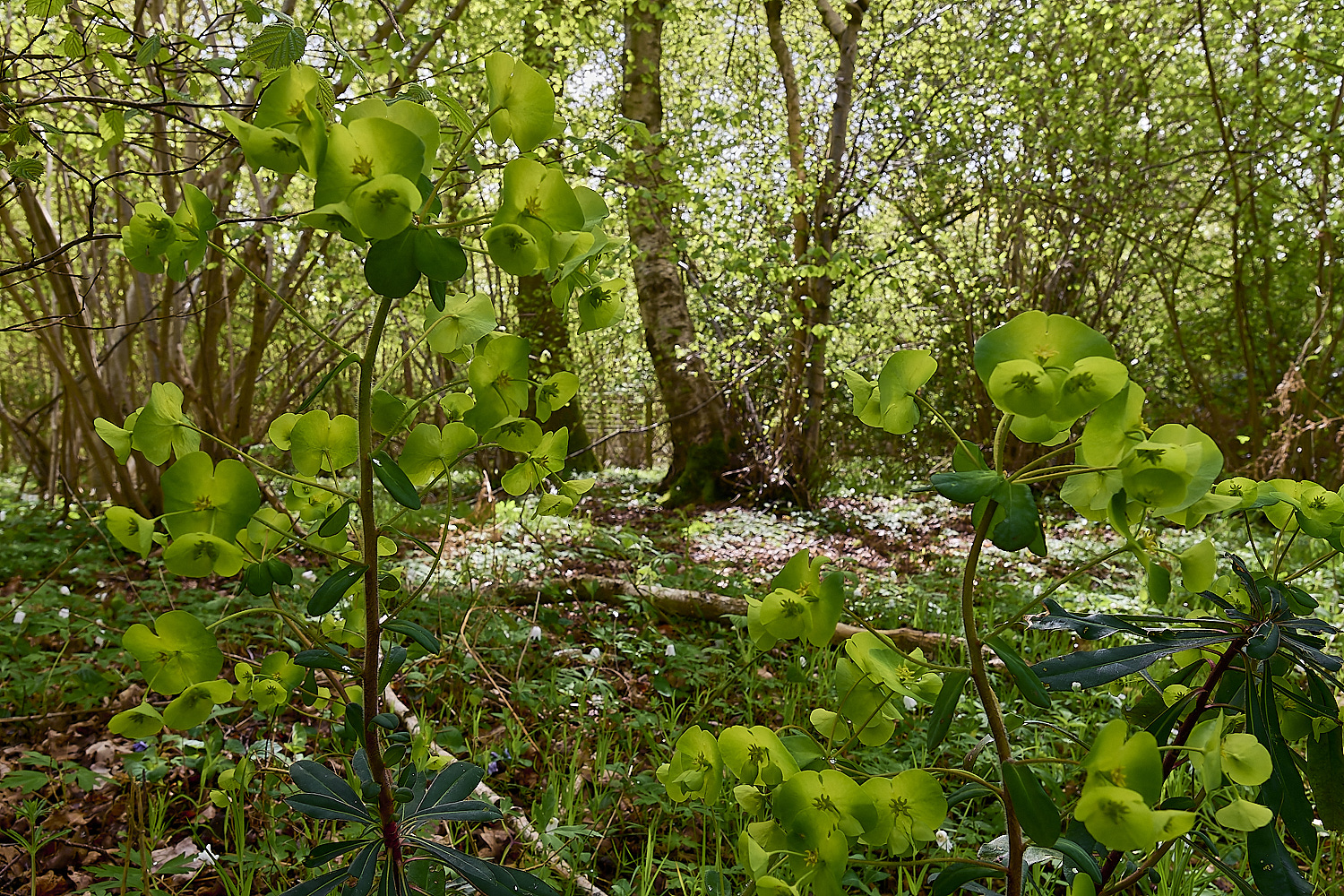 BradfieldWoodsWoodSpurge140425-2