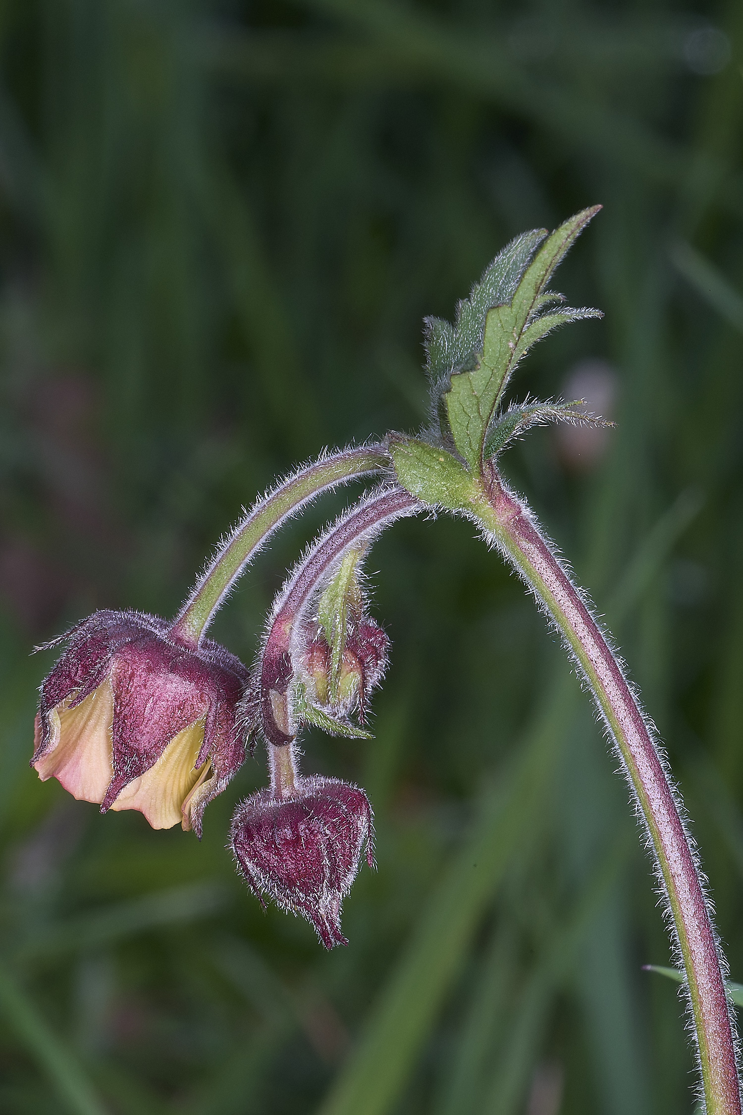 BradfieldWoosWaterAvens1400425-1