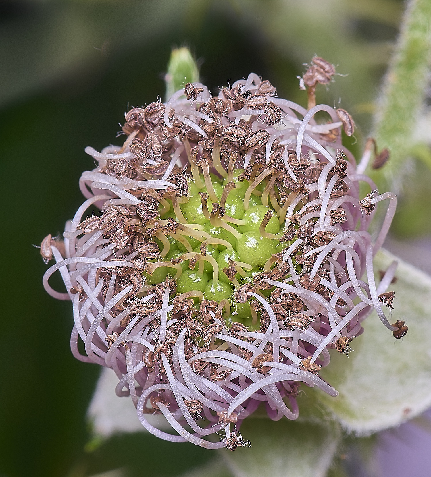 BuxtonHeathB1Berryforming280625-1