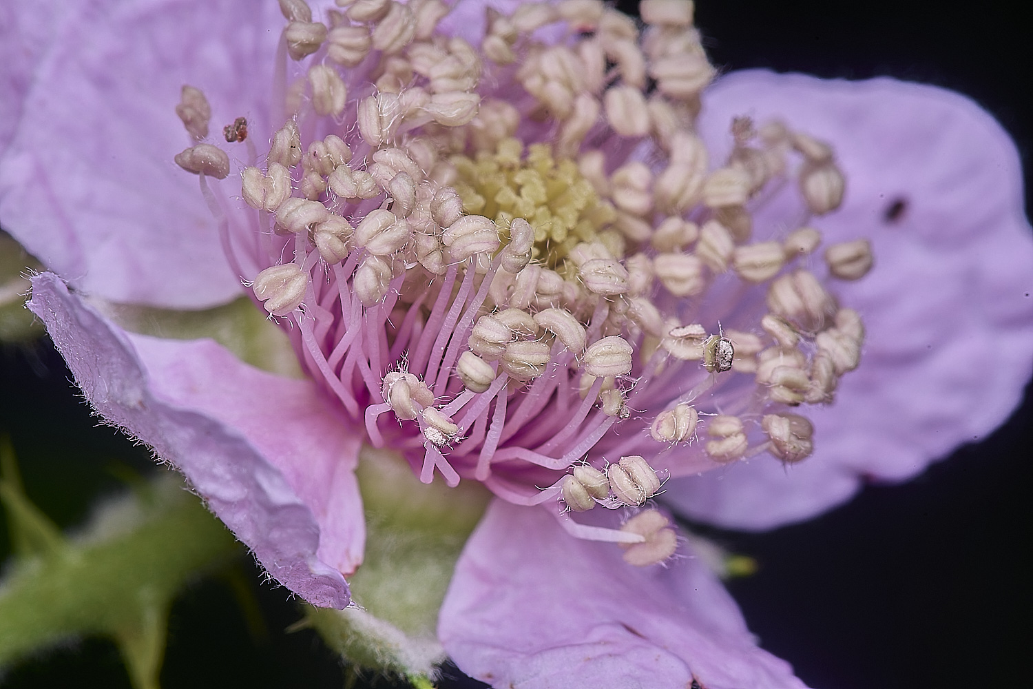 BuxtonHeathB1FlowerCloseUp280625-1