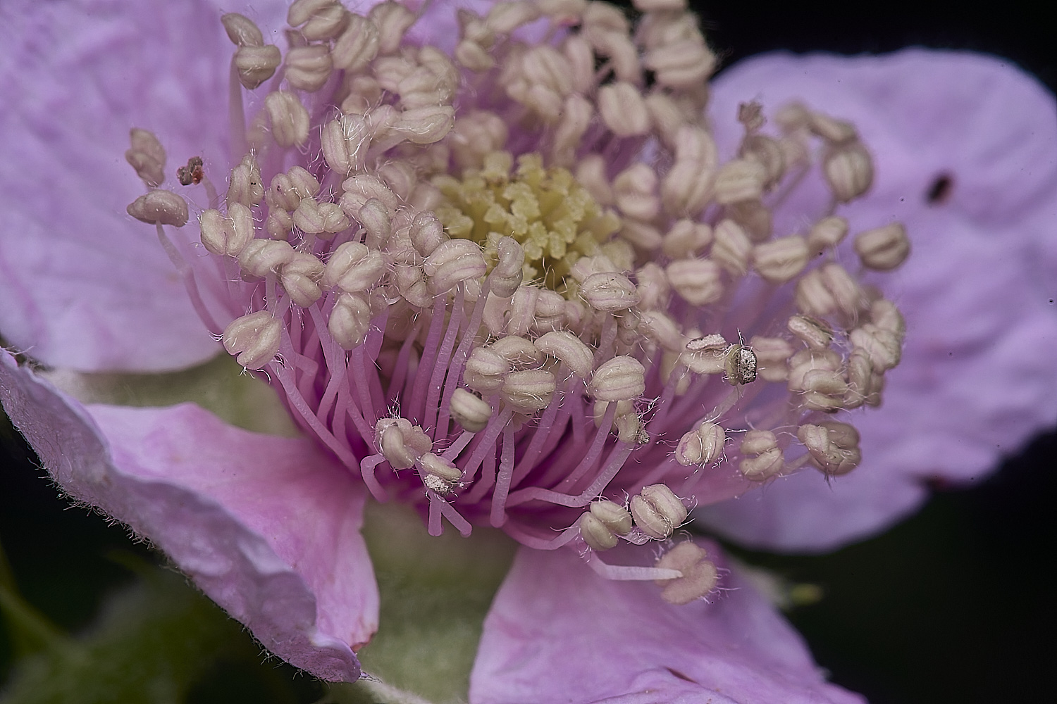 BuxtonHeathB1FlowerCloseUp280625-2