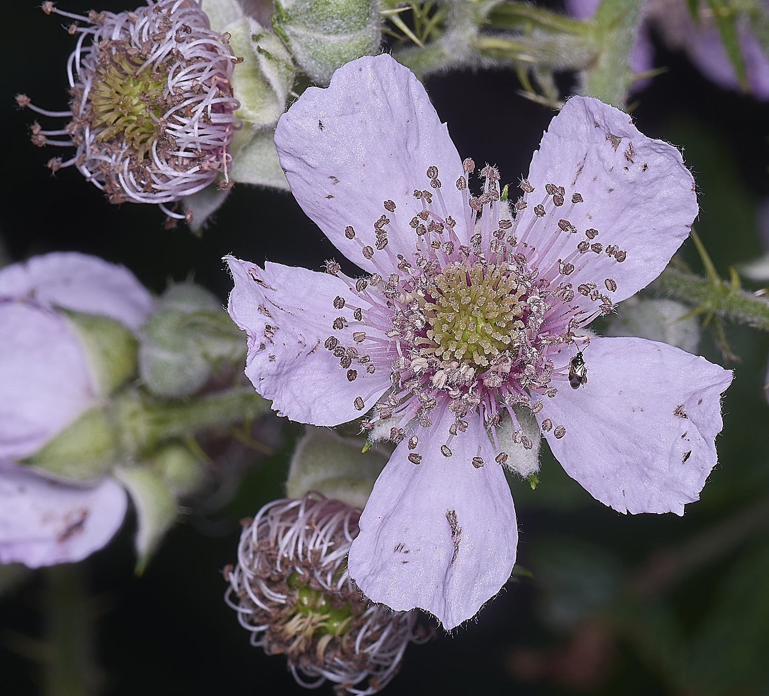 BuxtonHeathB1FlowerFrontl280625-1