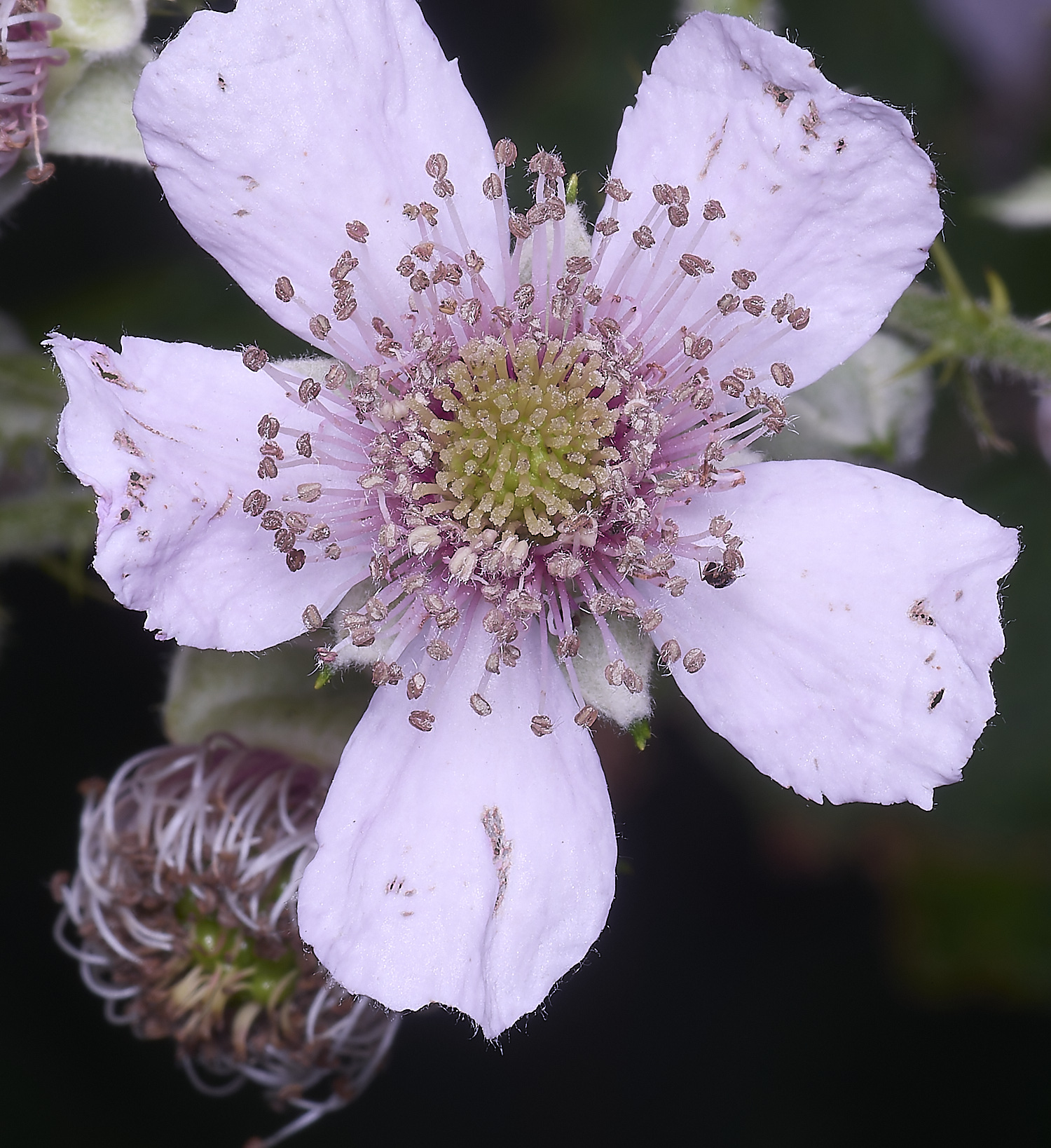 BuxtonHeathB1FlowerFrontl280625-2