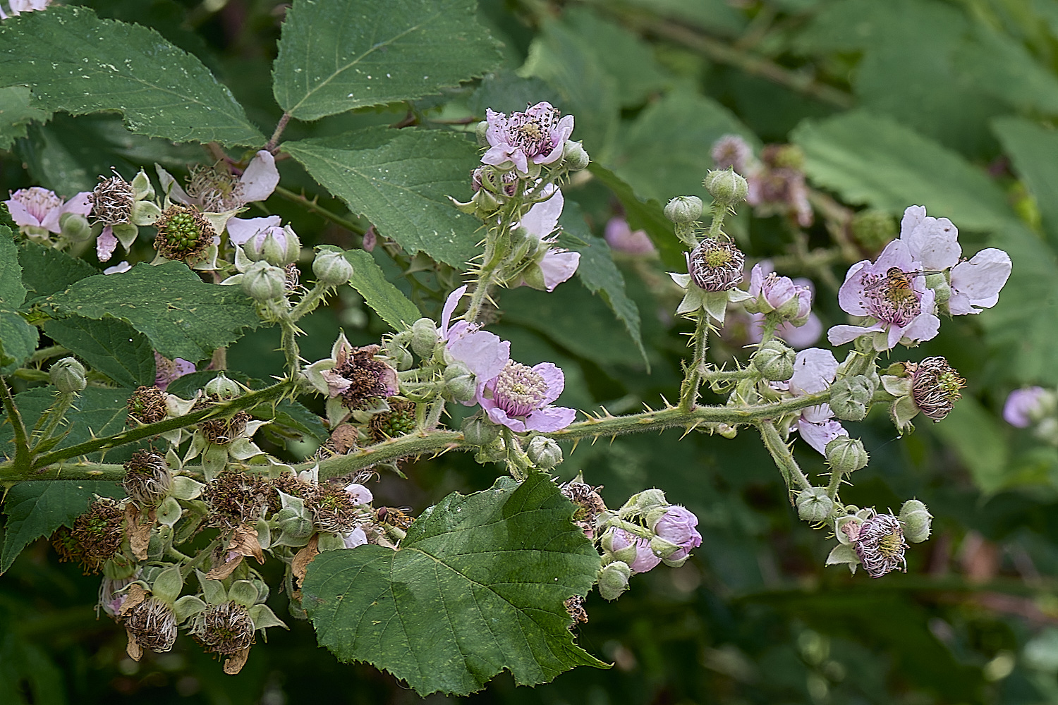 BuxtonHeathB1FlowerPanicle280625-1