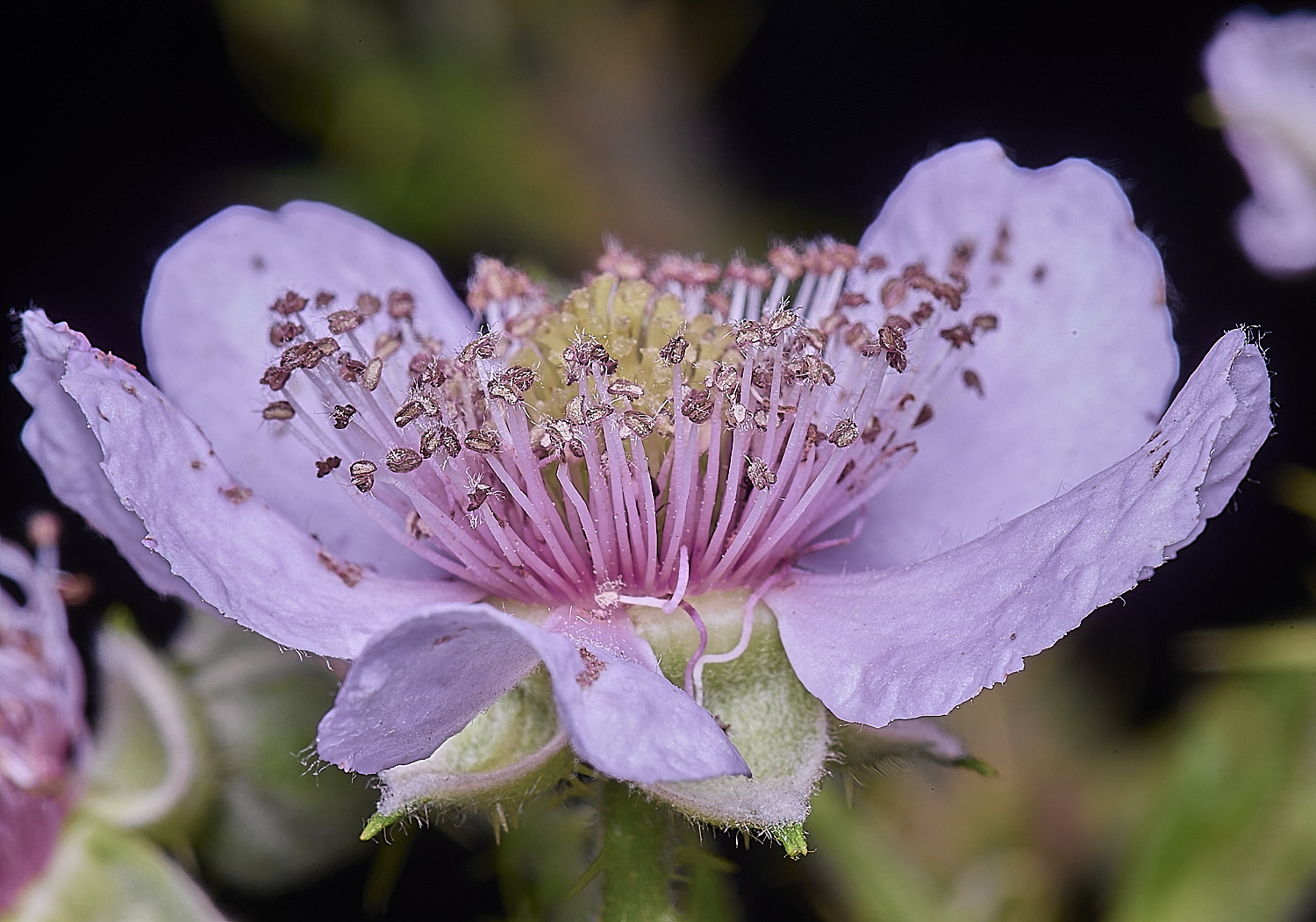 BuxtonHeathB1FlowerSide280625-1