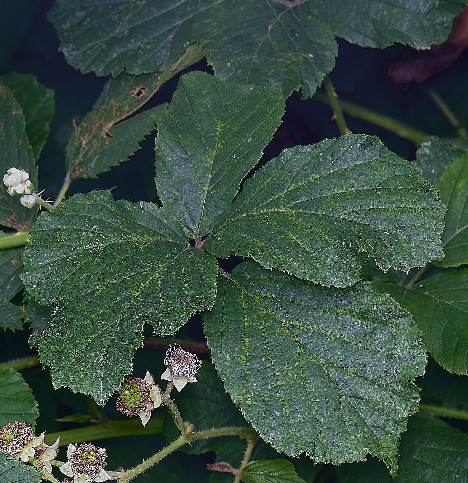 BuxtonHeathB1Leafadaxial280625-2