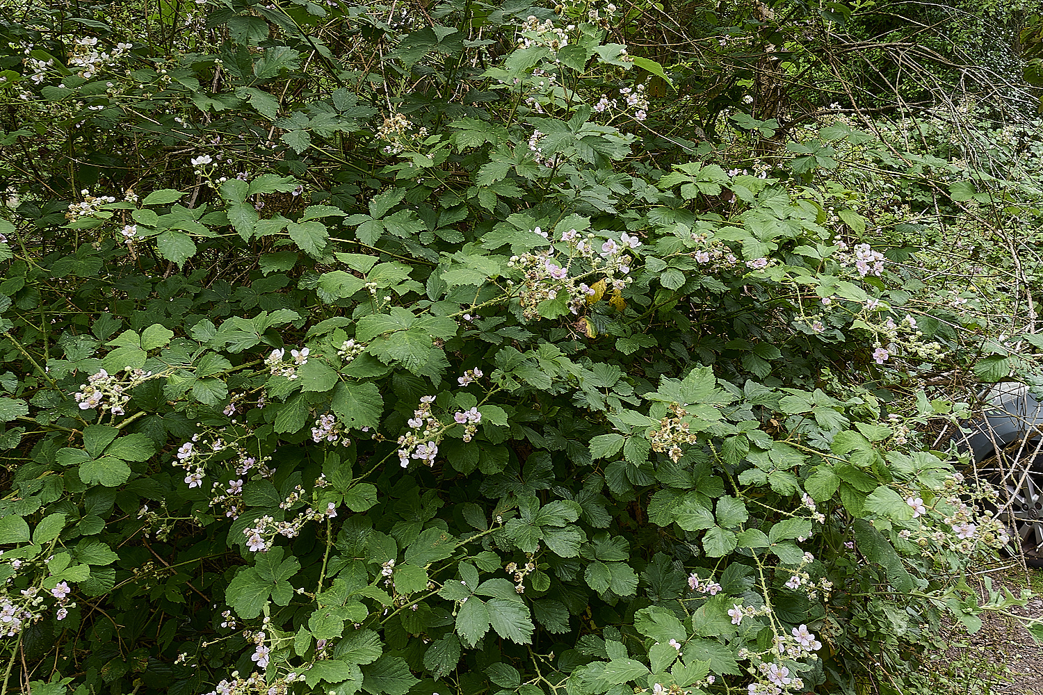 BuxtonHeathB1Pic280625-2