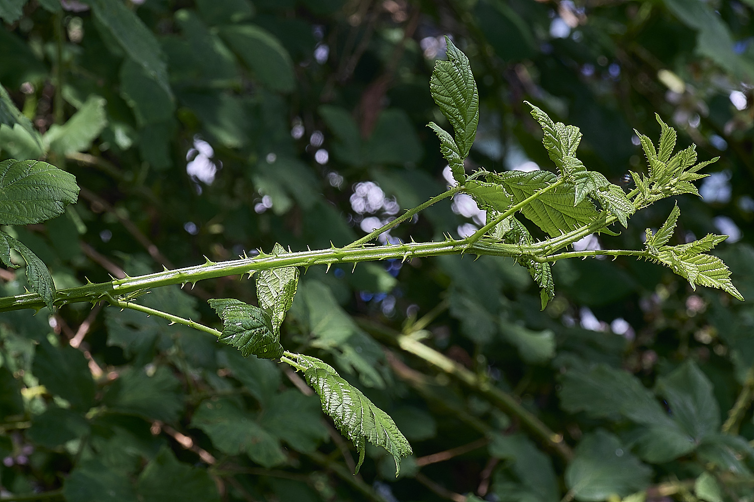 BuxtonHeathB1Primocane280625-1