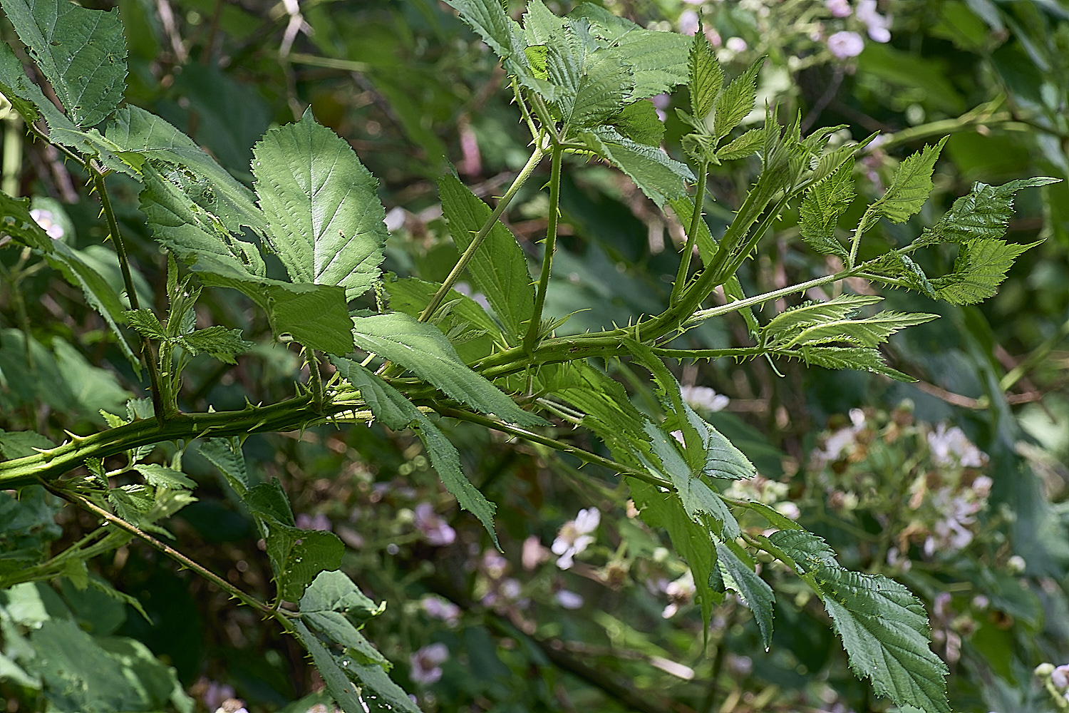 BuxtonHeathB1Primocane280625-2