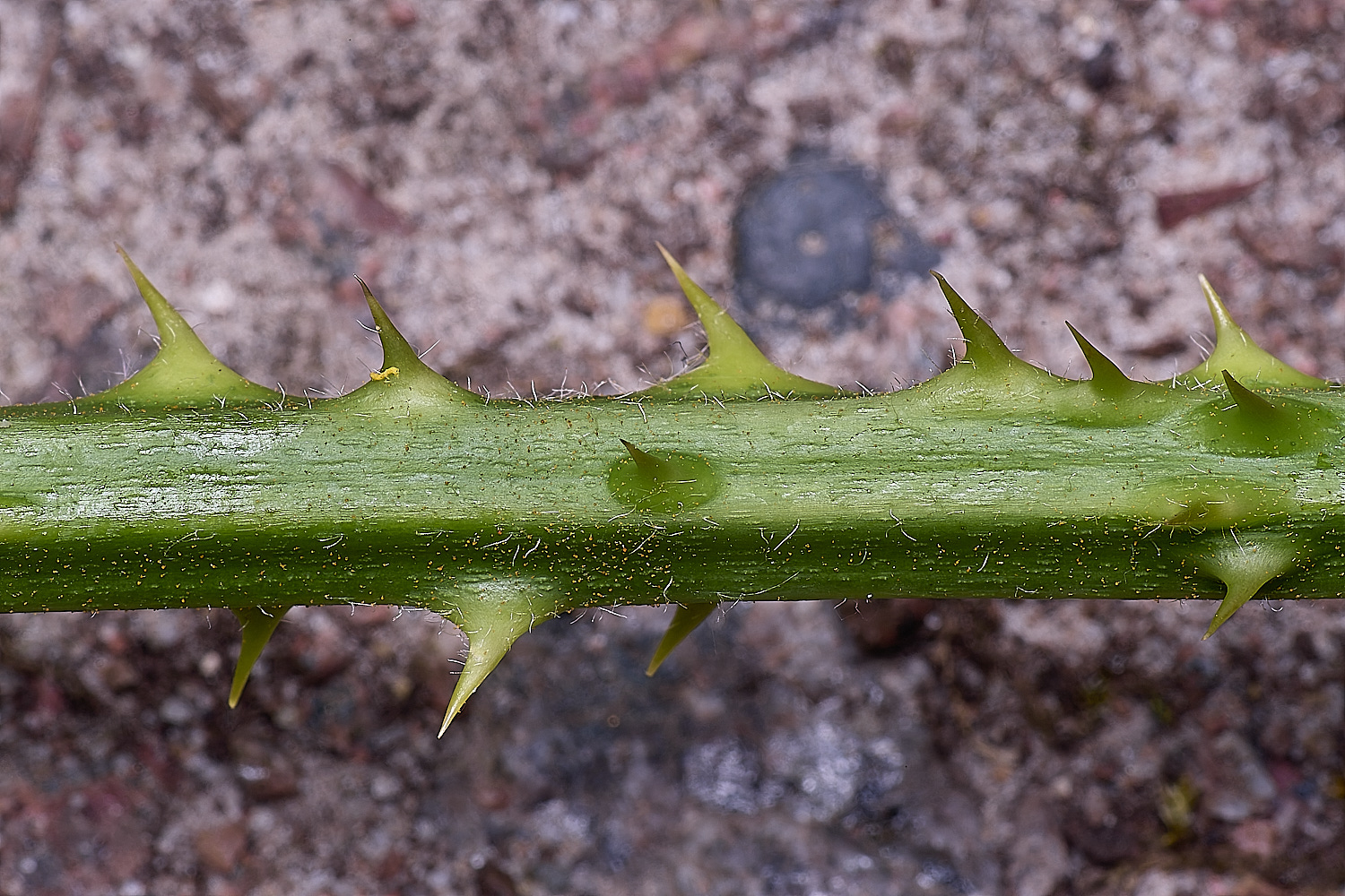 BuxtonHeathB1PrimocaneStructure280625-1