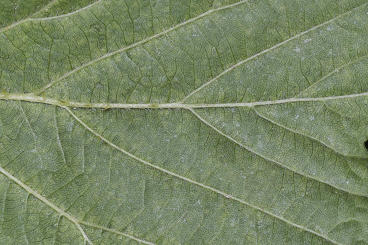 BuxtonHeathB1UnderleafCloseUp280625-1