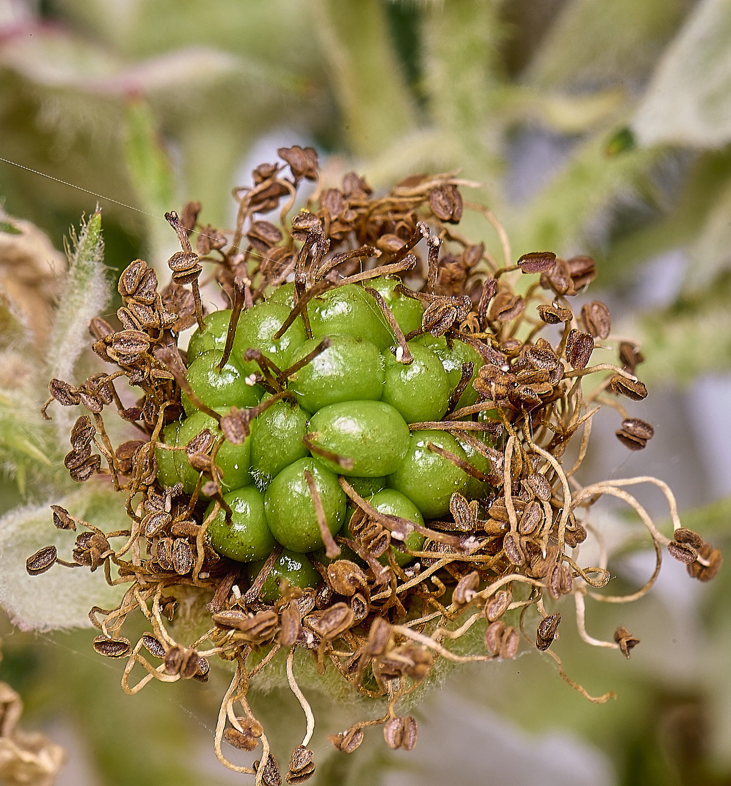 BuxtonHeathB2FBerry280625-1