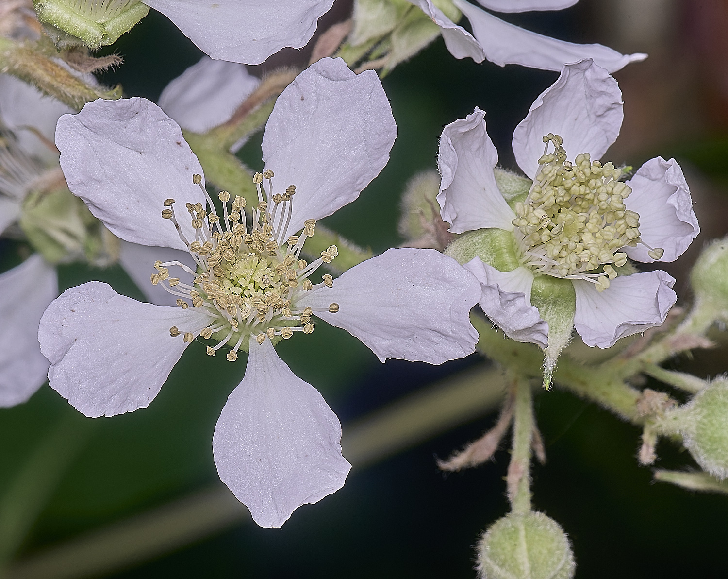 BuxtonHeathB2FlowerFrontl280625-1