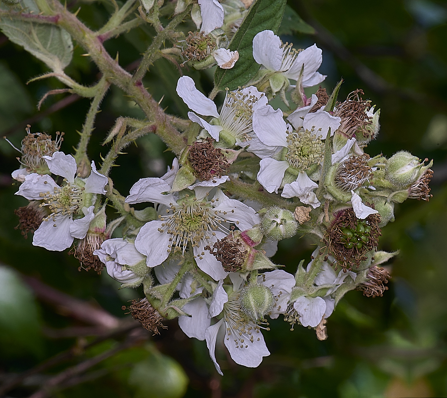 BuxtonHeathB2FlowerPamicle280625-1