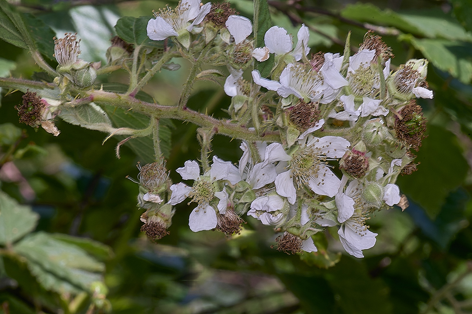 BuxtonHeathB2FlowerPamicle280625-2