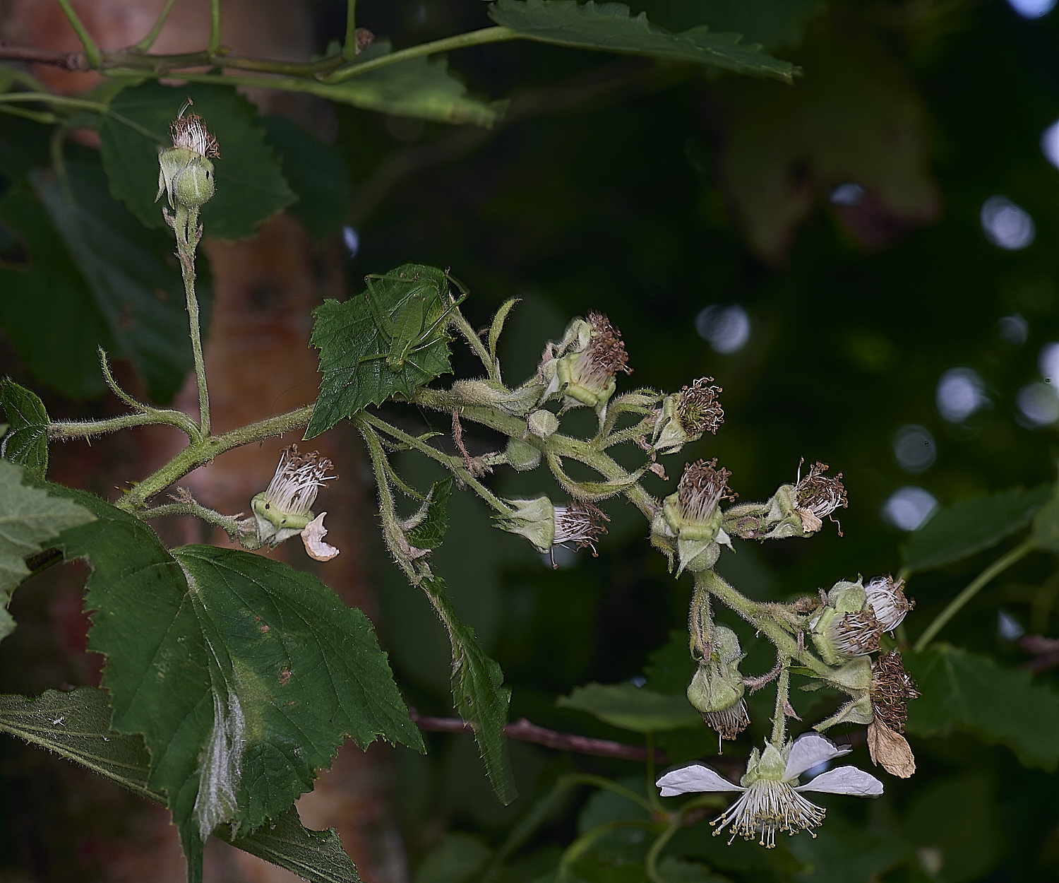 BuxtonHeathB2FlowerPanicle280625-2