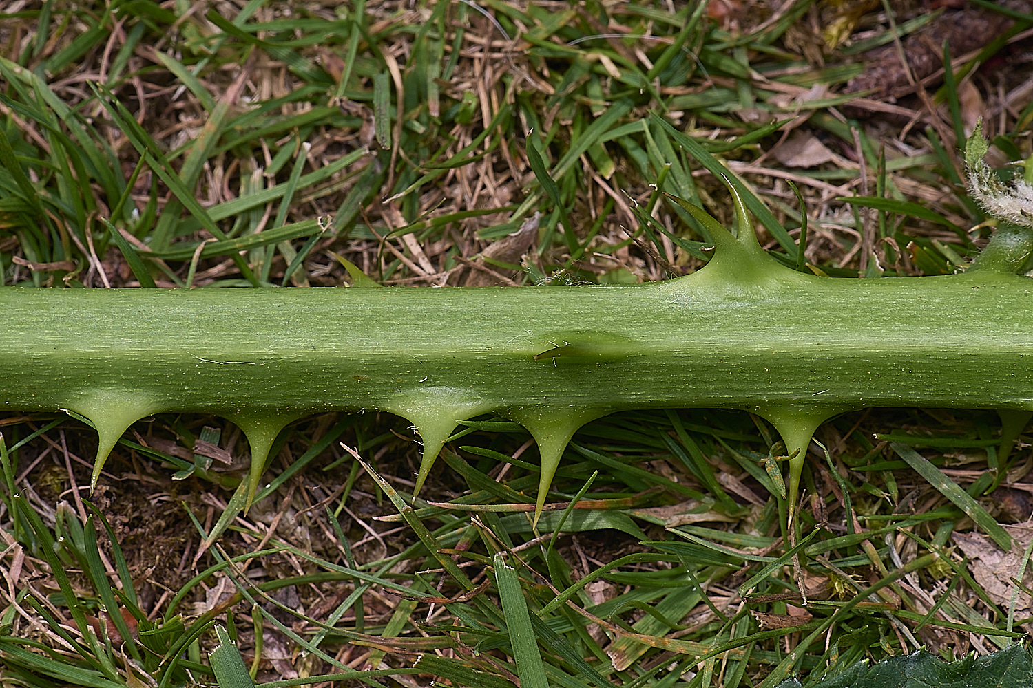 BuxtonHeathB2PrimocaneCloseUp280625-1