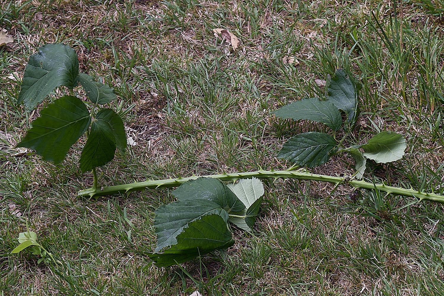 BuxtonHeathB2PrimocaneStructure280625-1