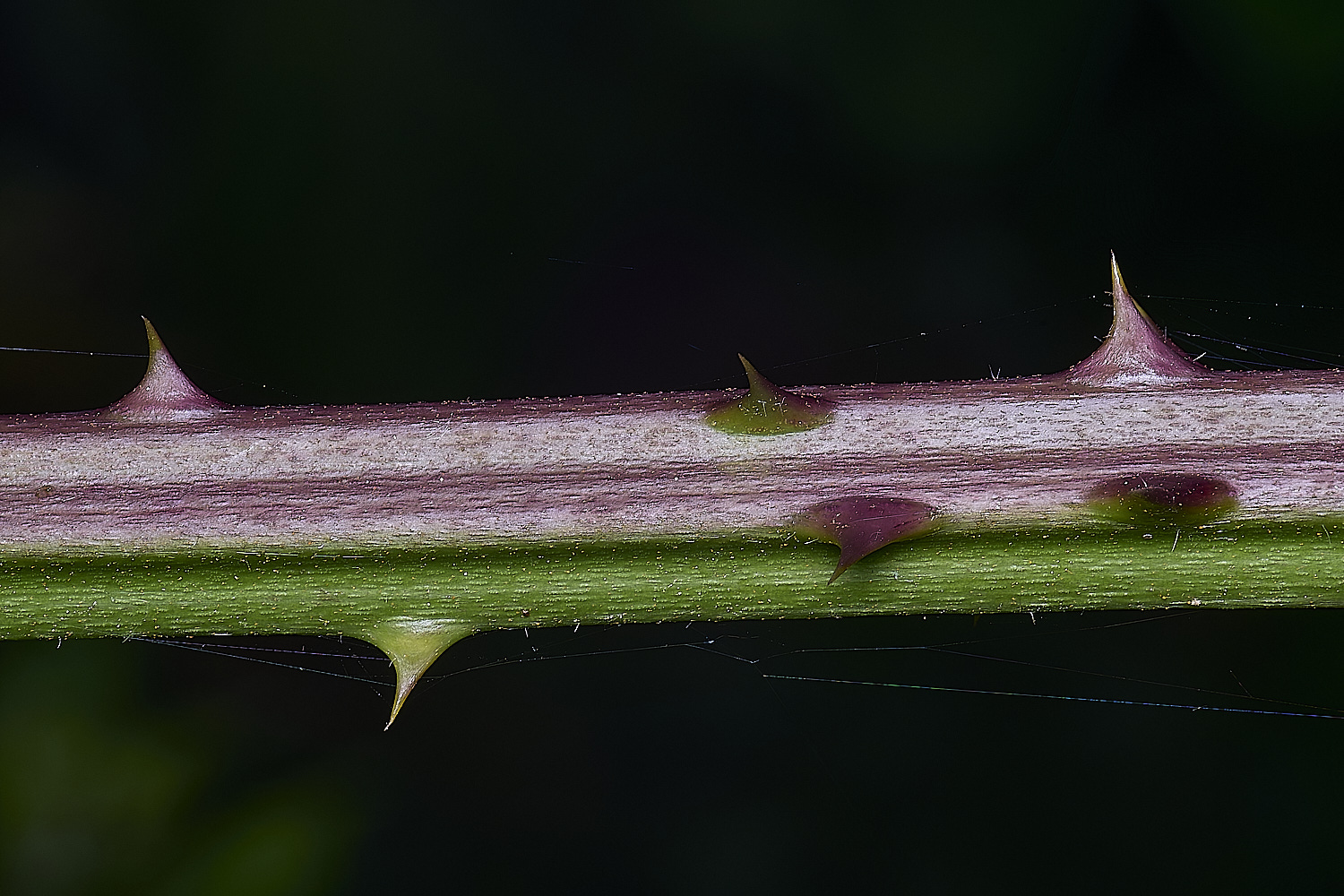 BuxtonHeathB3CloseUp280625-1
