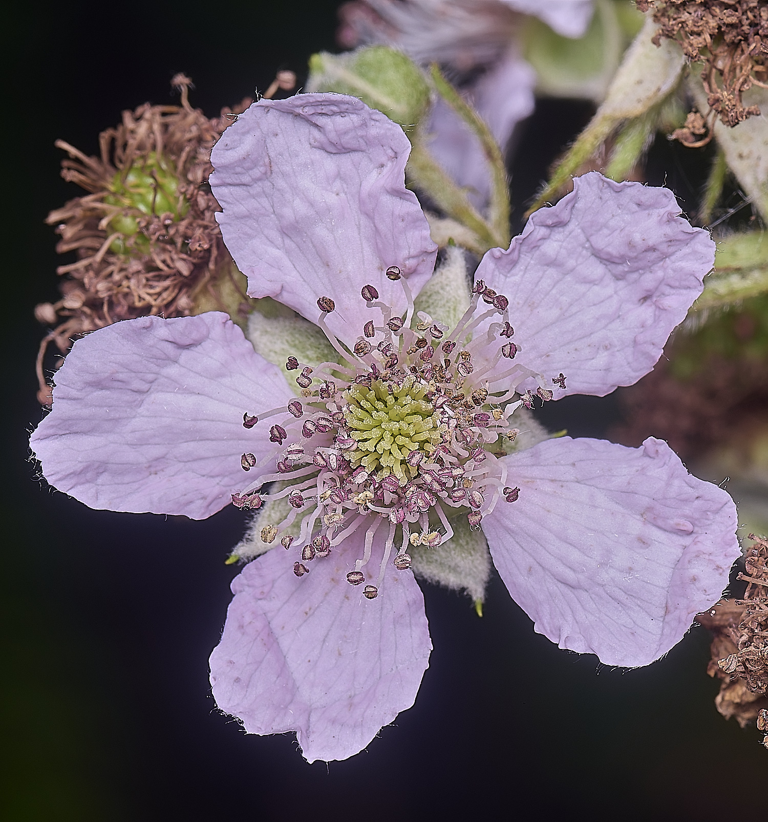 BuxtonHeathB3FlowerFront280625-1
