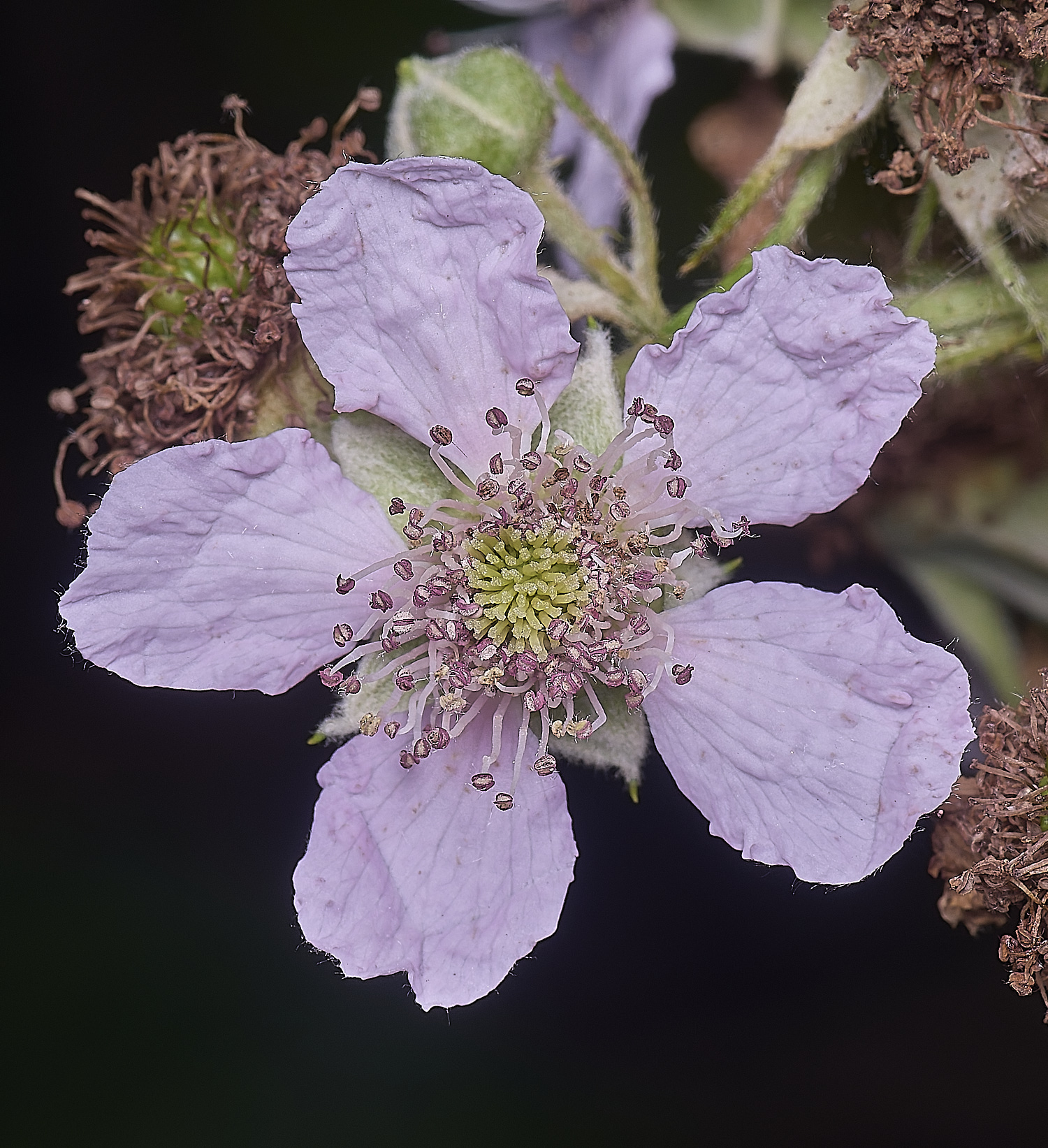 BuxtonHeathB3FlowerFront280625-2