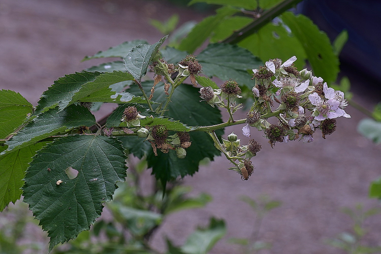 BuxtonHeathB3FlowerPanicle280625-1